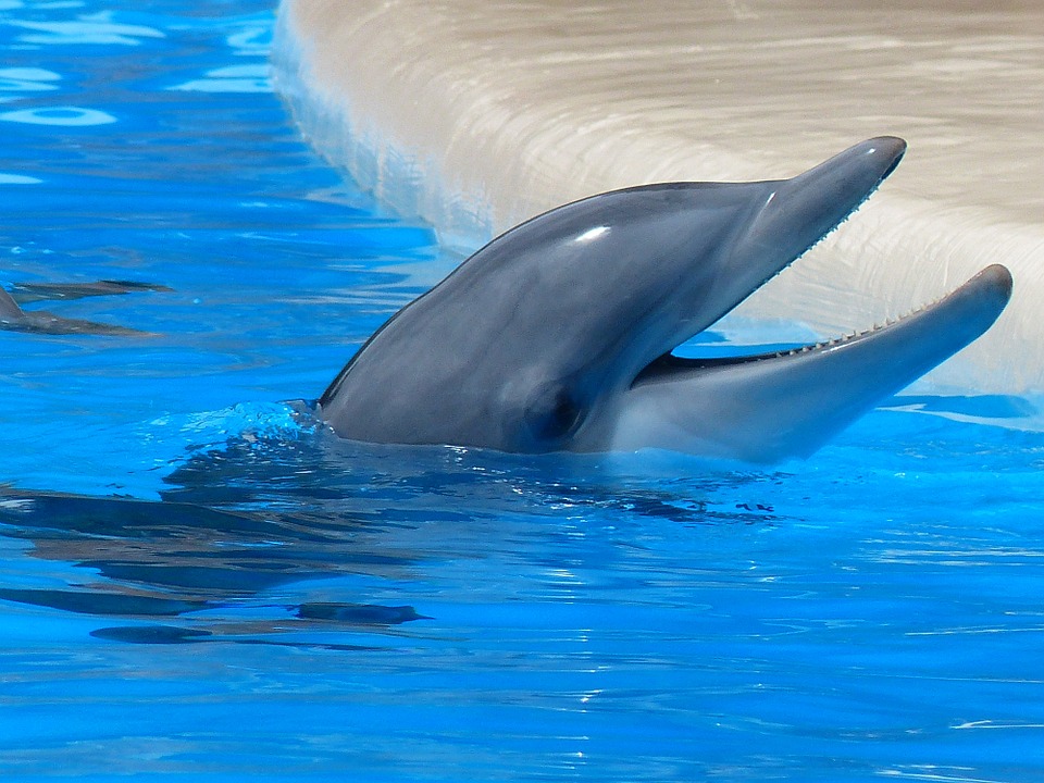 A delfinek kínjukban elkezdtek kiabálni, hogy a nagy zajszennyezésben meghallják egymást
