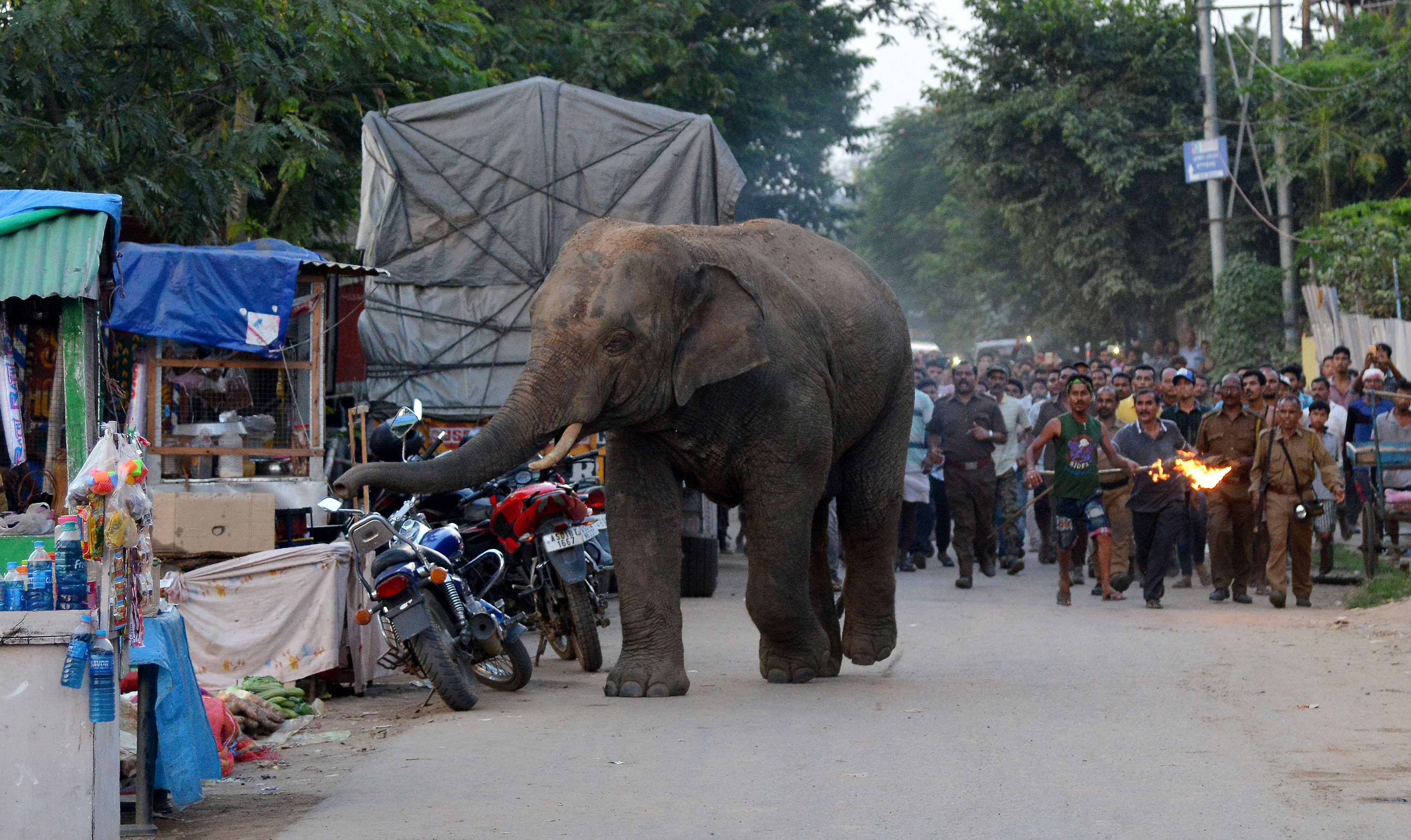 A felmelegedéssel egyre nő az ember-elefánt-konfliktusok esélye