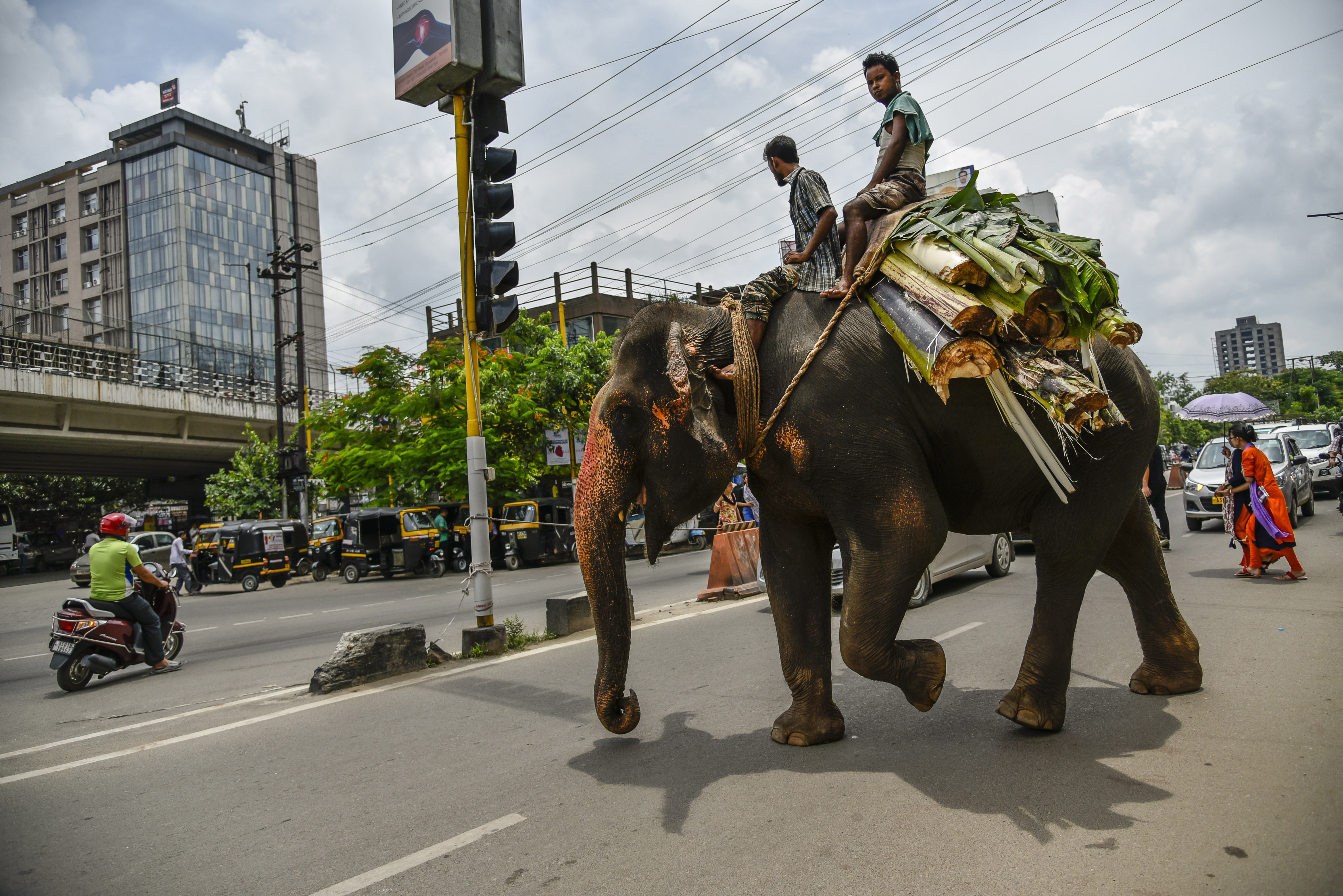 Lelógó villanyvezeték végzett 7 elefánttal Indiában