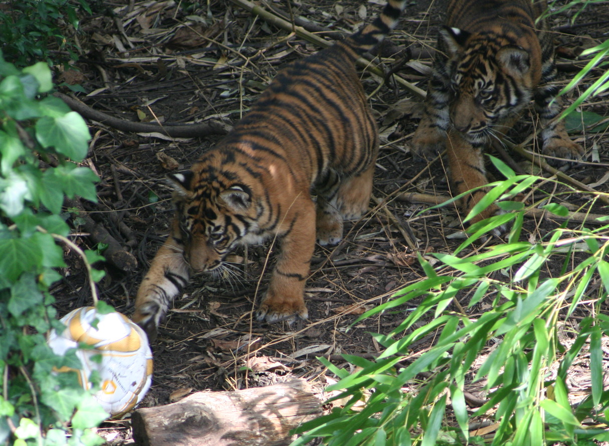 A tigriseknek márpedig hat alfajuk van, és mind a kihalás szélén áll