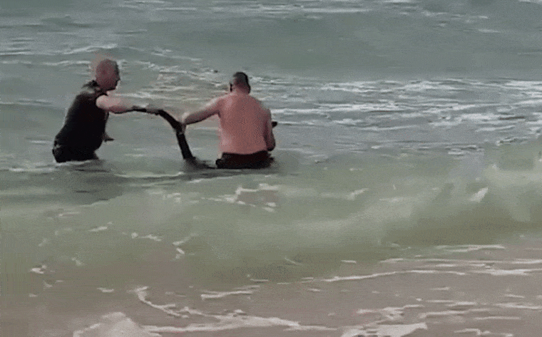 Egy kengurubébi beszaladt a tengerbe, két rendőr kimentette és újraélesztette