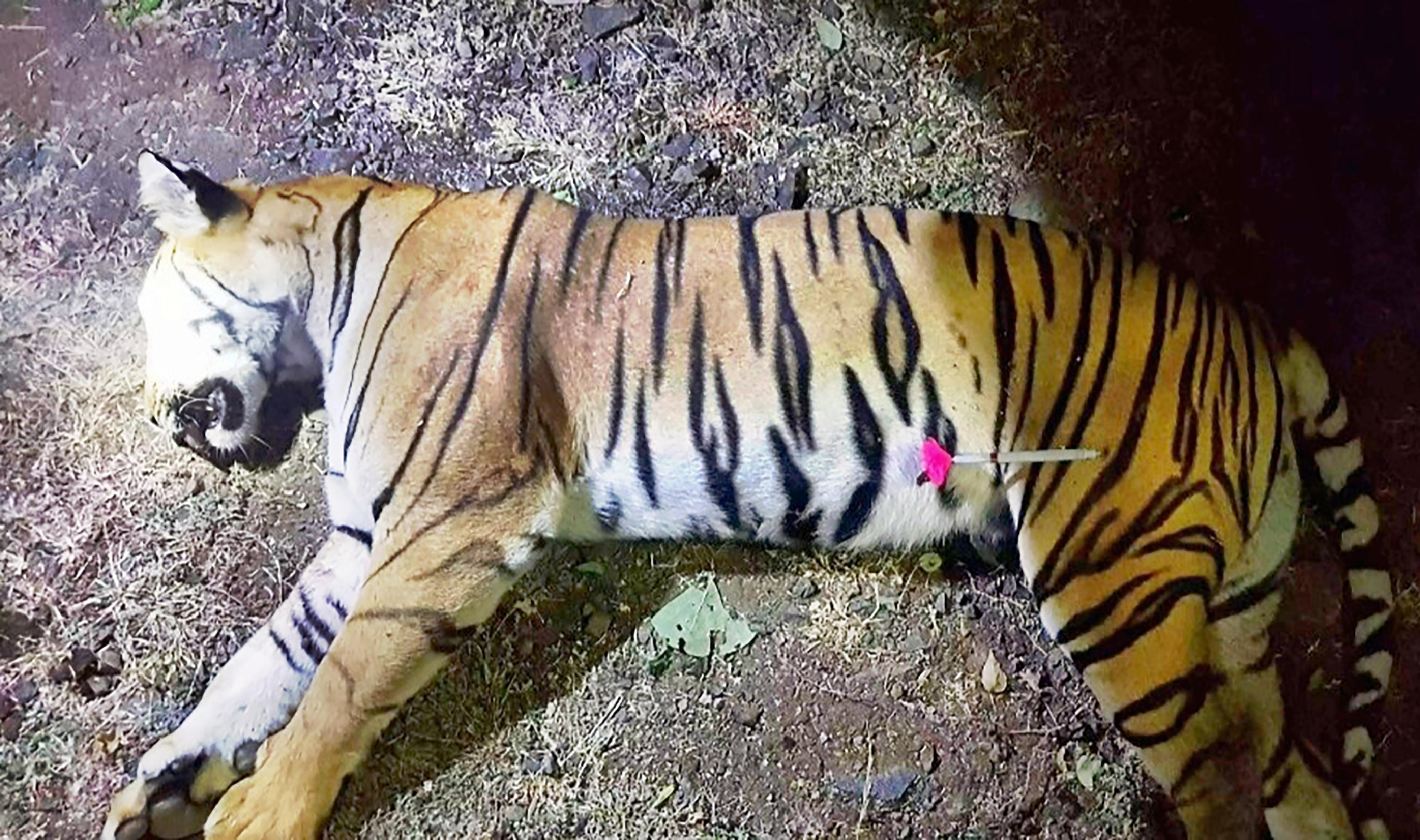 Calvin Klein parfümmel tőrbe csaltak, majd levadásztak egy emberevő tigrist Indiában