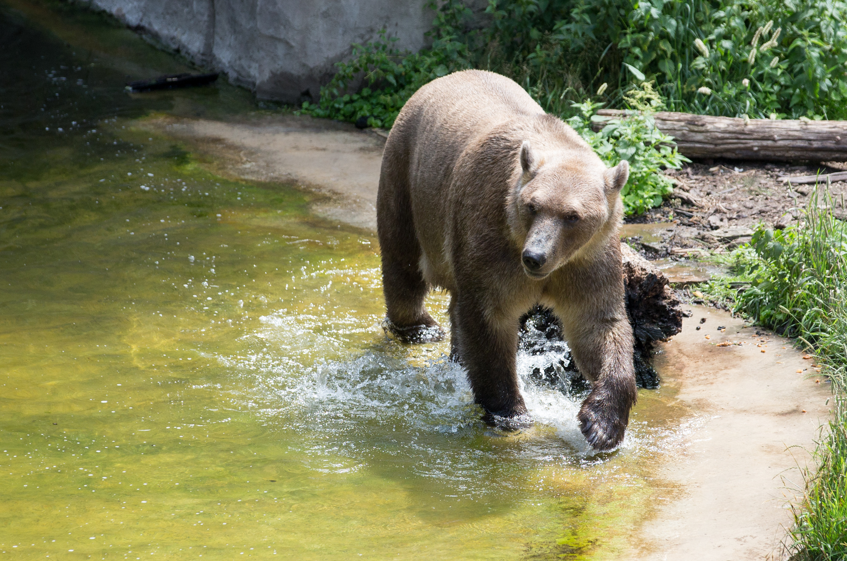 Az Osnabrueck-i állatkert Taps nevű grolárja. A medvehibrid azután maradt egyedül, hogy a vele együtt felnövő keánytestvére tavaly tavasszal kiszabadult, a német állatkerti őrség így kénytelen volt kilőni
