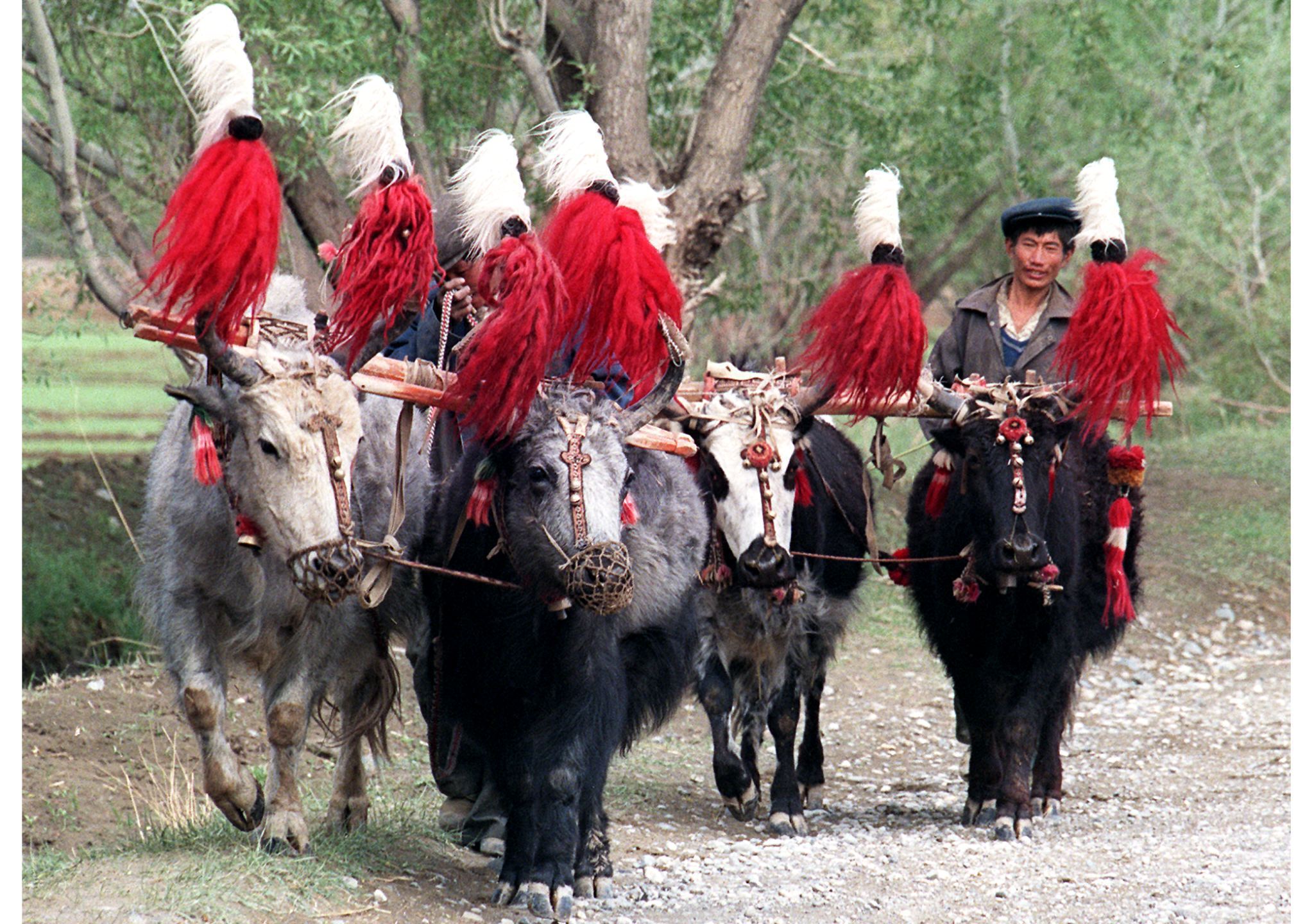 Jaktehenek és szarvasmarha bikák nászából született dzók ünnepi díszben Tibetben