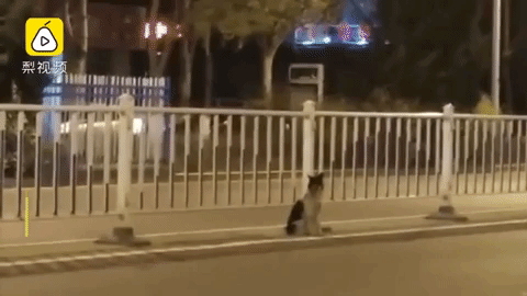 Kína legújabb kedvence a kutya, aki 80 napja várja az út szélén a halott gazdit