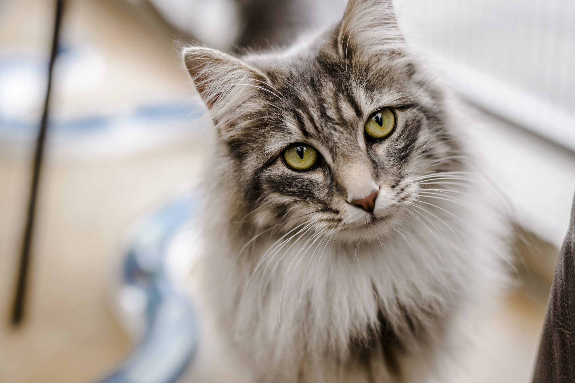 Az ELTE etológusai bizonyították, hogy a macskák is utánozzák az embereket