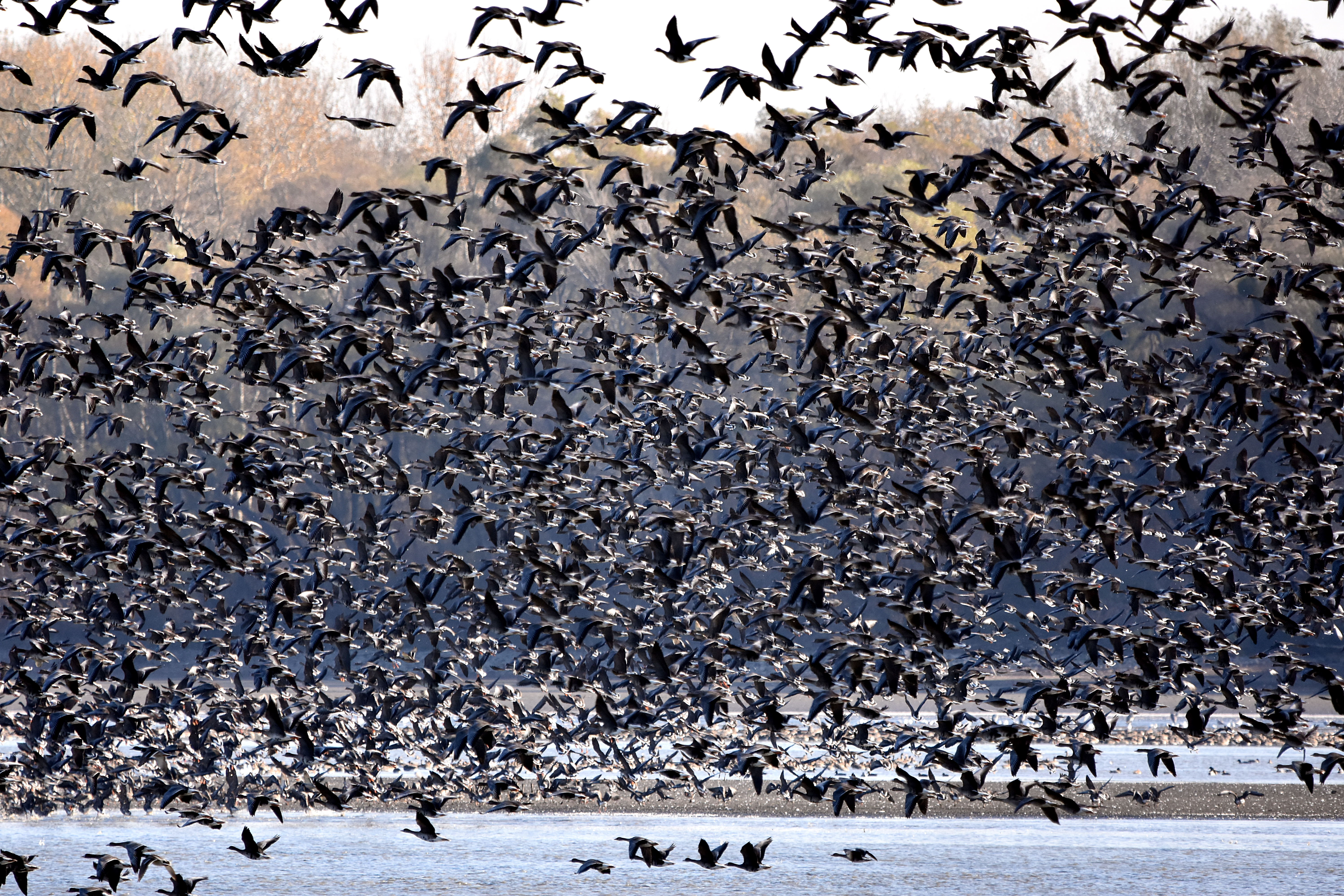 Rekordszámú vadlúd várja feszülten a hétvégi fesztivált a tatai Öreg-tónál