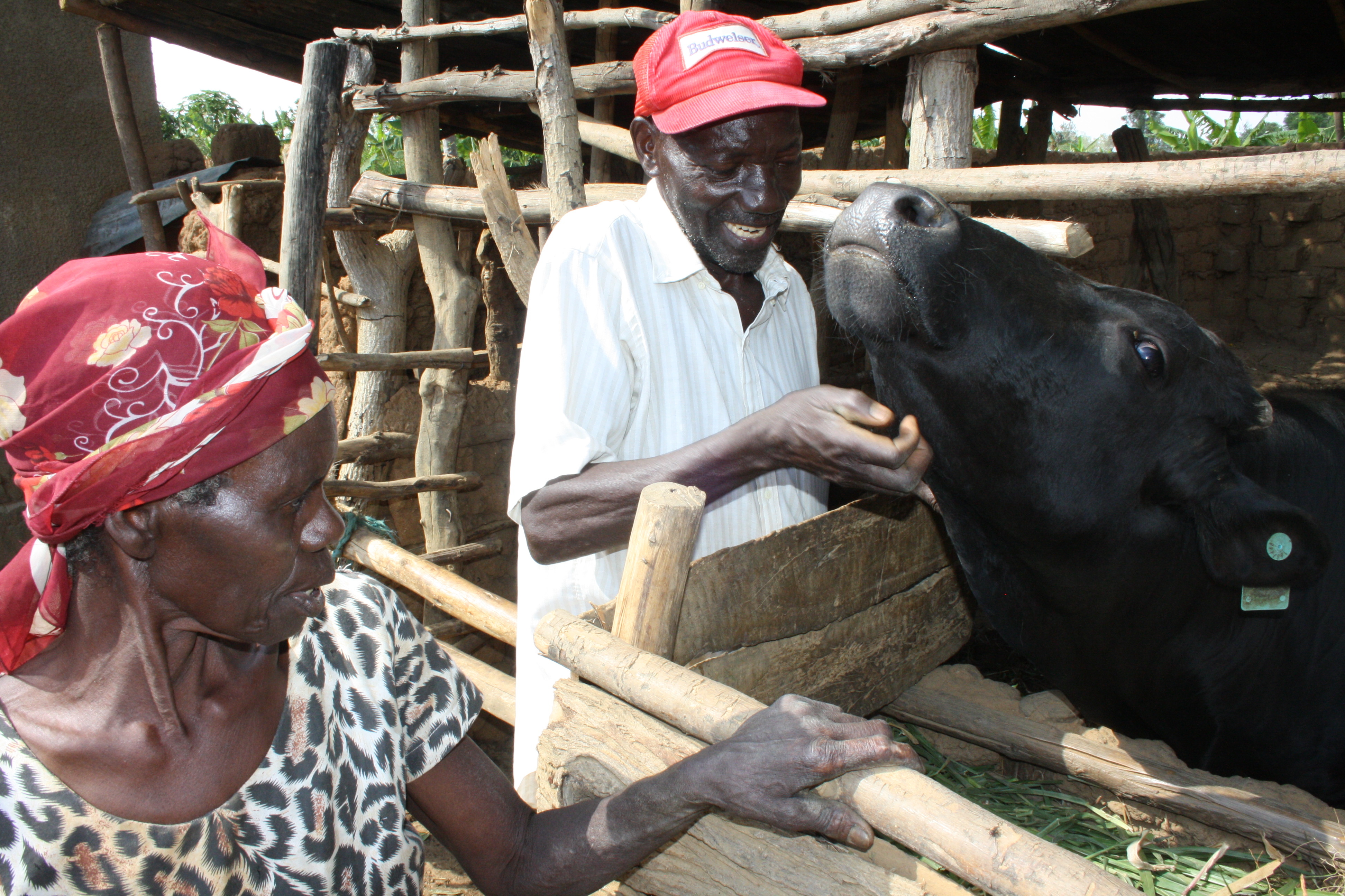 Mayange, Ruanda, 2015. szeptember 18.: a 75 éves Berikmasi Mugabo a tehenét vakargatja, amit a Millenniumi Falvak projekt keretében kapott.