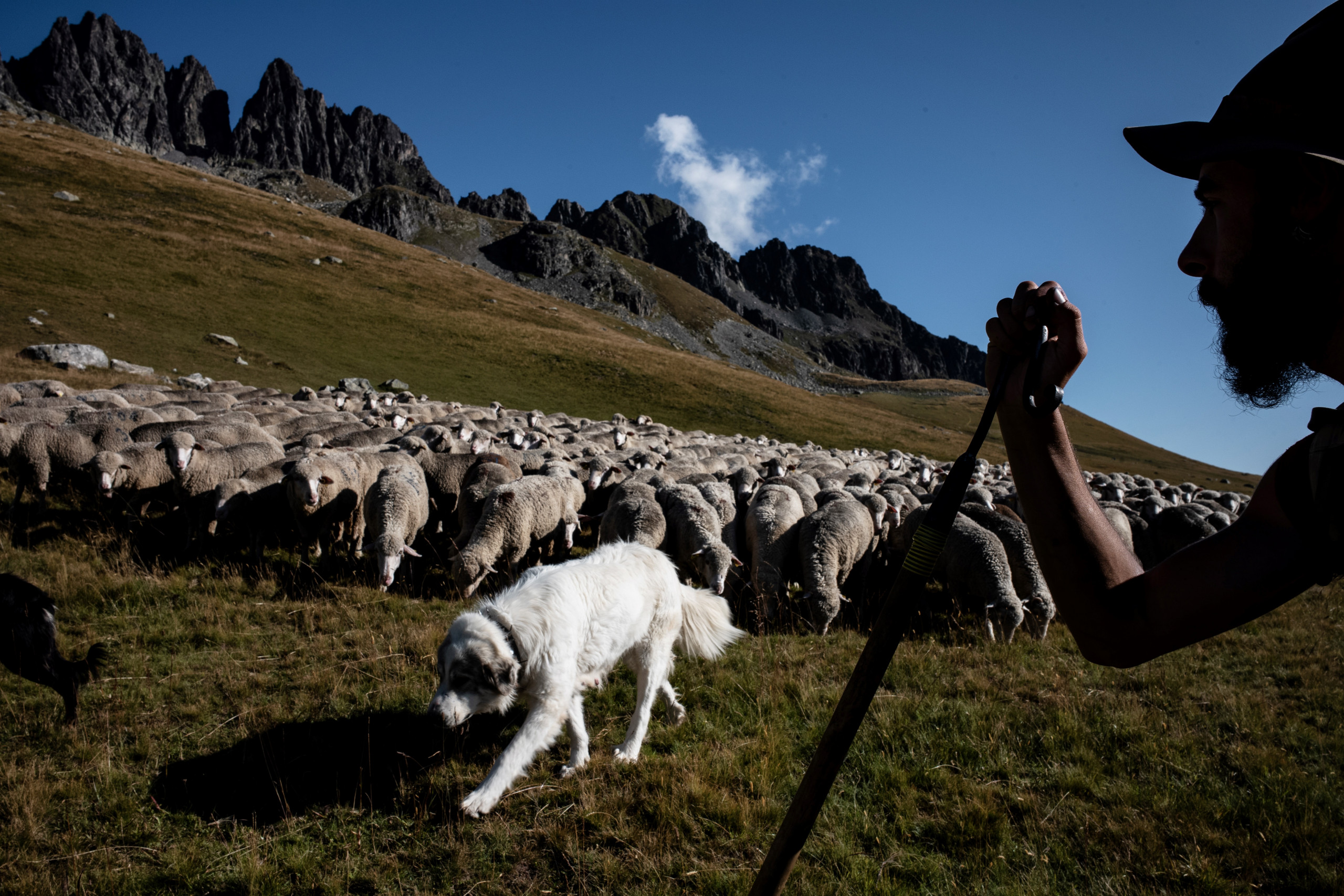 Люди ягнята. Пастух овец на Кавказе. Чабан пастух овец. Маджир пастух. Овцеводство на Кавказе.