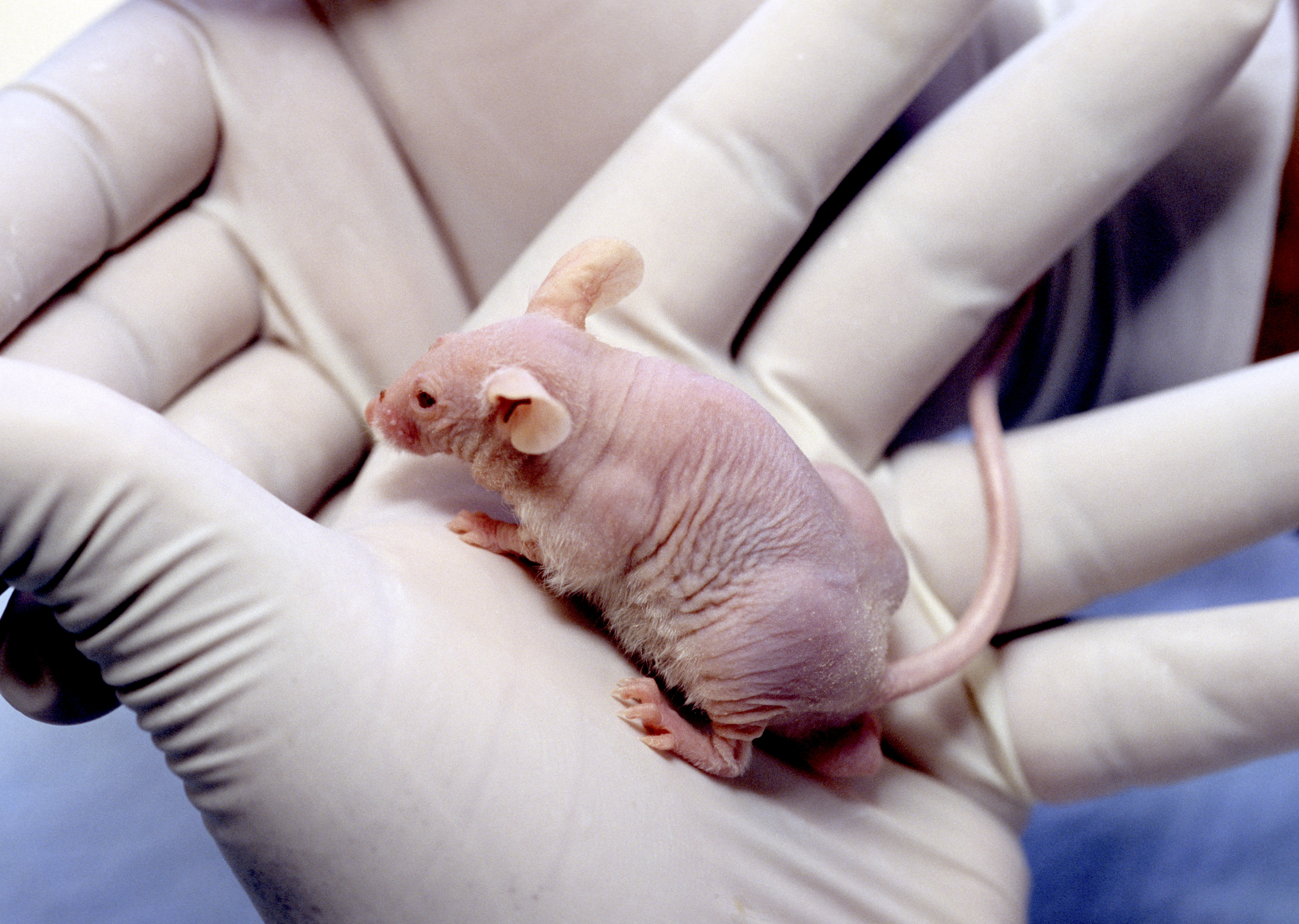 Újfajta, mutáns egerekre van szükség az Alzheimer-kór tanulmányozásához