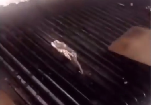 Bezárt egy hawaii hamburgeres, miután videó készült arról, amint egy rágcsálót grilleznek