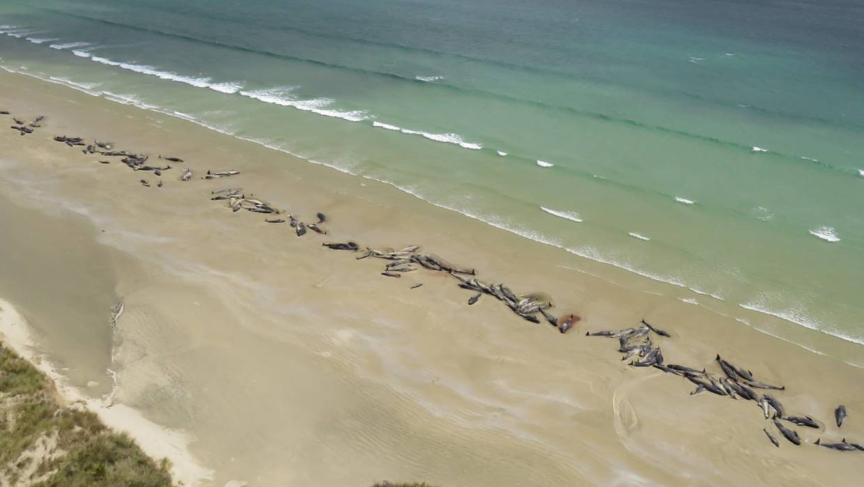 Tömegesen pusztulnak a pilótabálnák Új-Zéland partjainál
