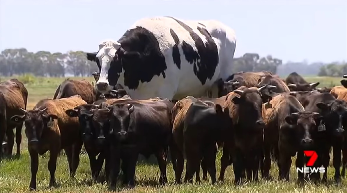 Ausztrália legnagyobb marhája akkora, hogy nem lehet levágni