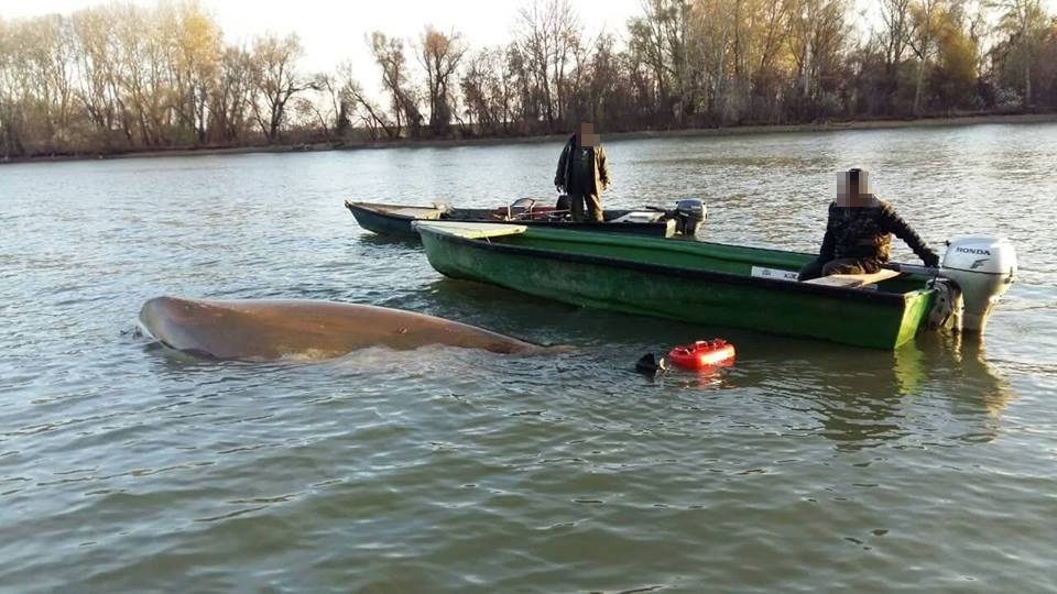 Horgászok borultak az 5 fokos Tiszába, utolsó pillanatban találtak rájuk
