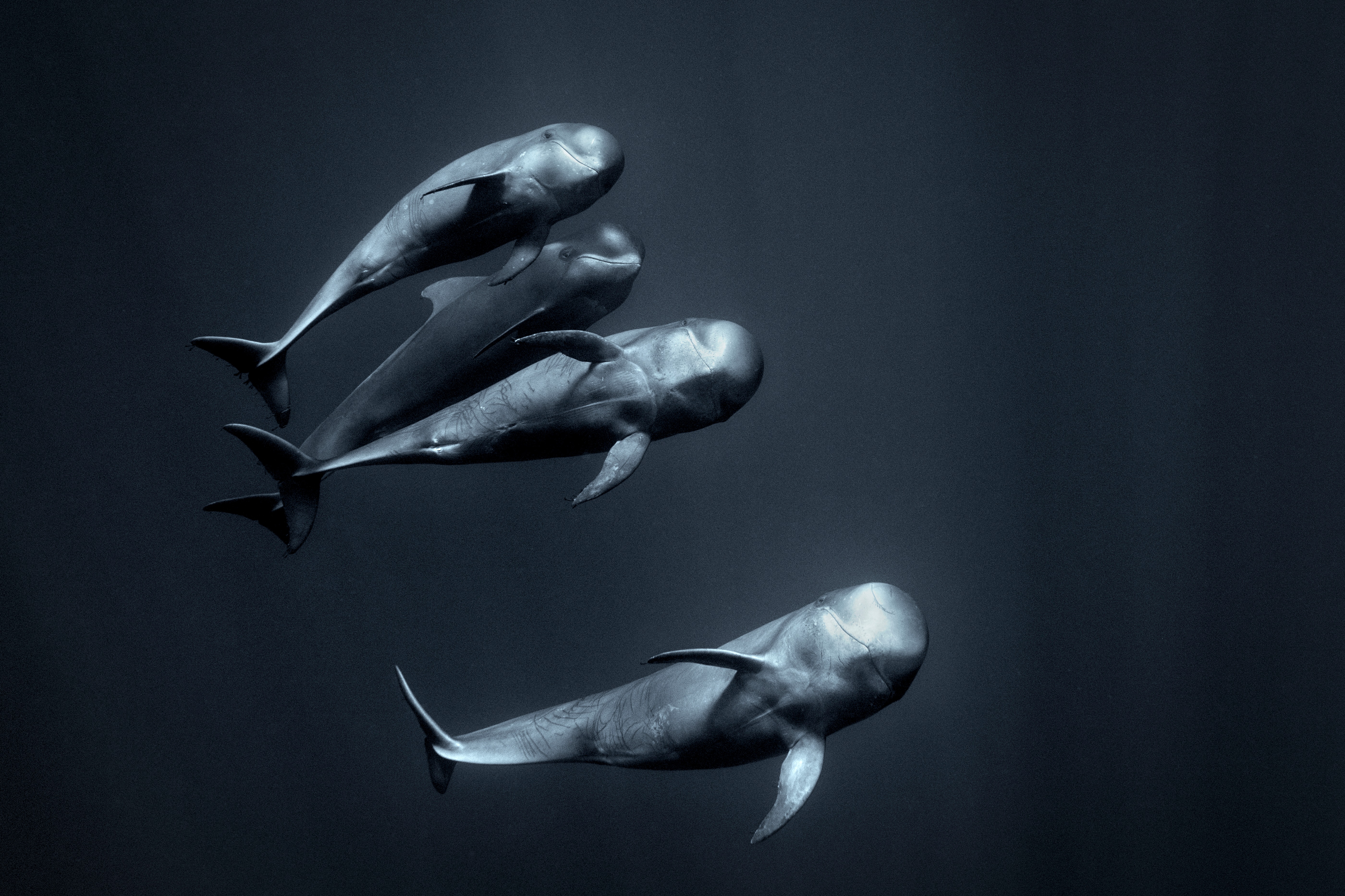 51 partra vetett gömbölyűfejű-delfin pusztult el Új-Zélandon
