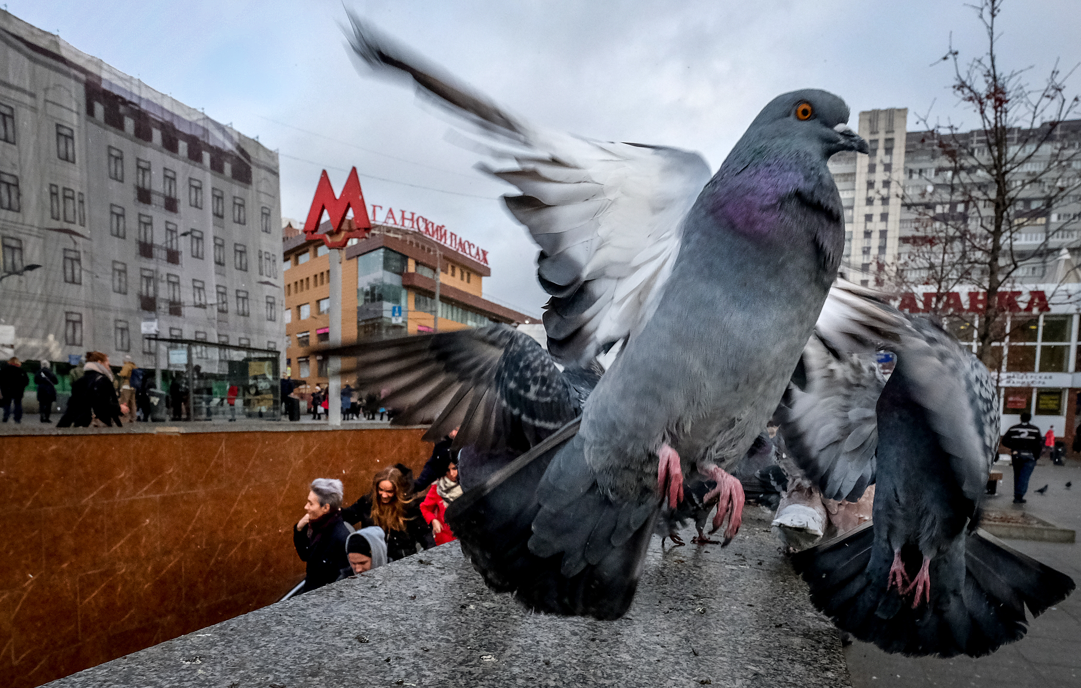 Egy spanyol város nem akar belefulladni a galambfosba, ezért kitelepítik a galambokat