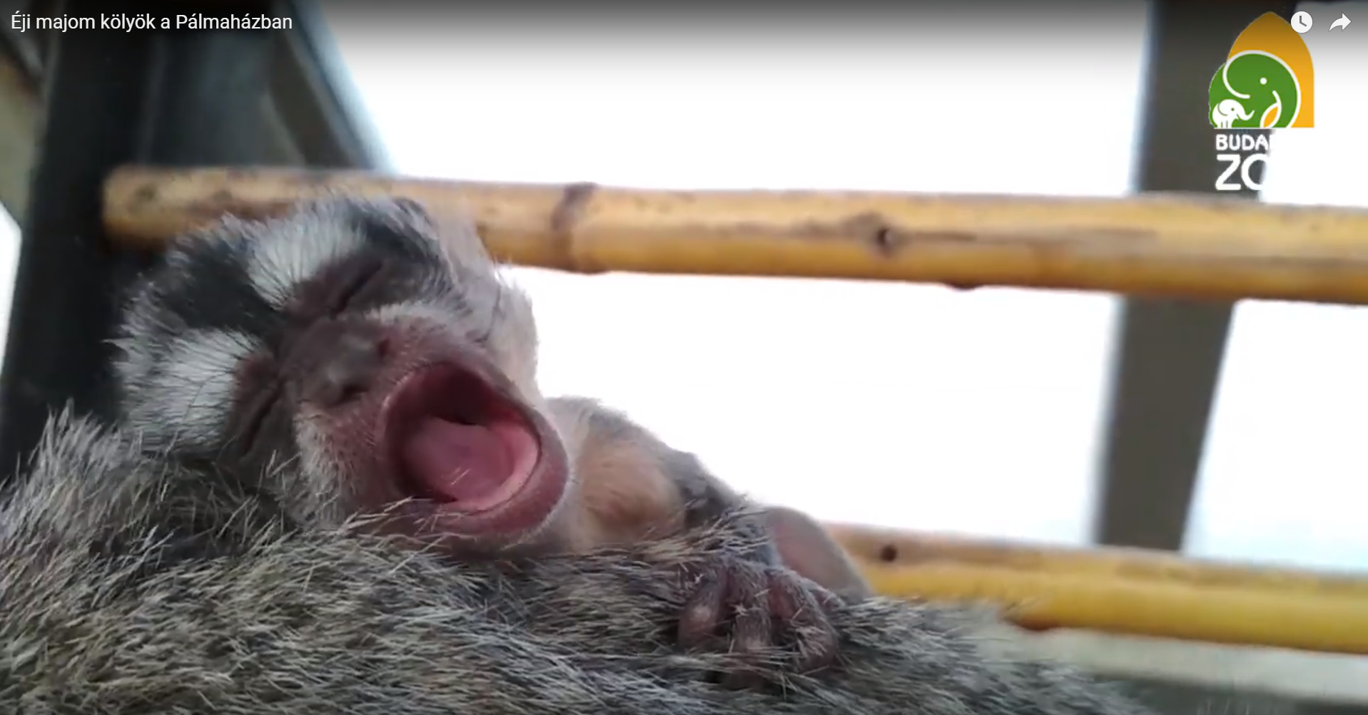 Napközben látványos ásítozó apró majomkülönlegesség született a budapesti állatkertben