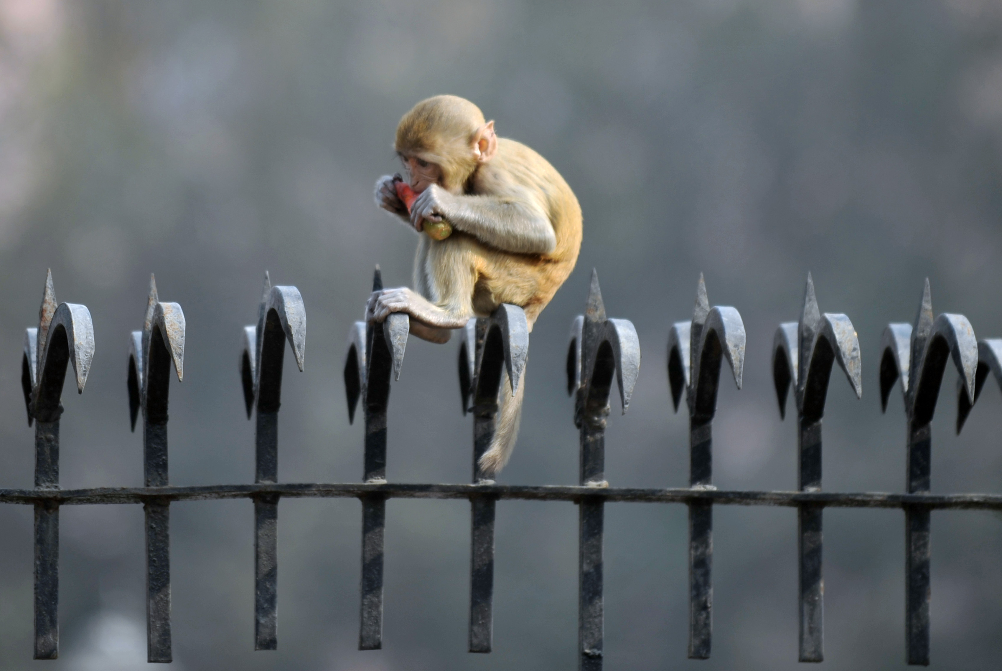 Majmok szállták meg az indiai parlamentet