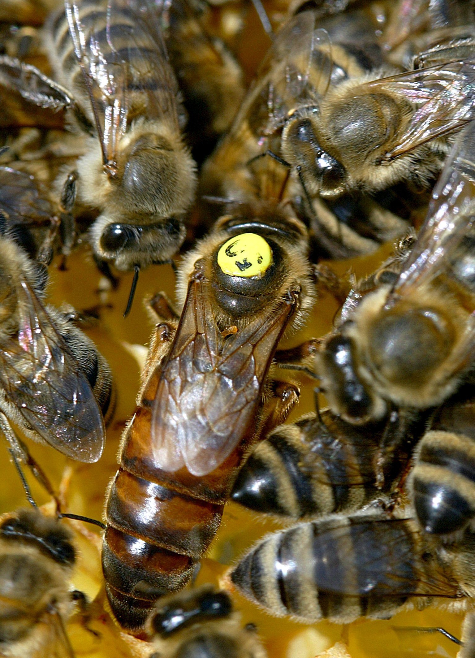 Sárga pöttyel jelölt méhkirálynő egy németországi kaptárban. Napi háromezer petét képes lerakni.