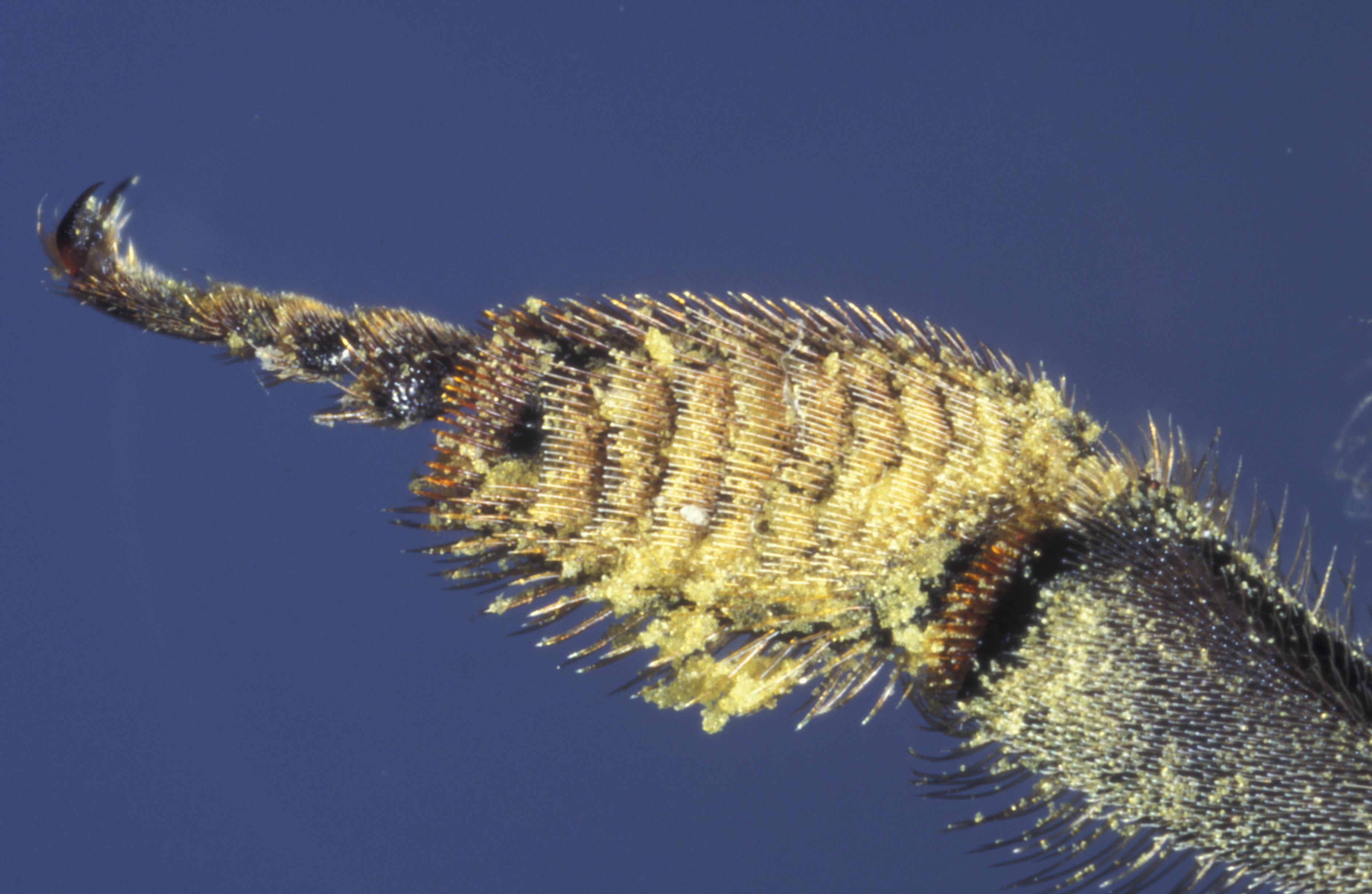 Egy méh egyik hátsó lába, virágporral borítva