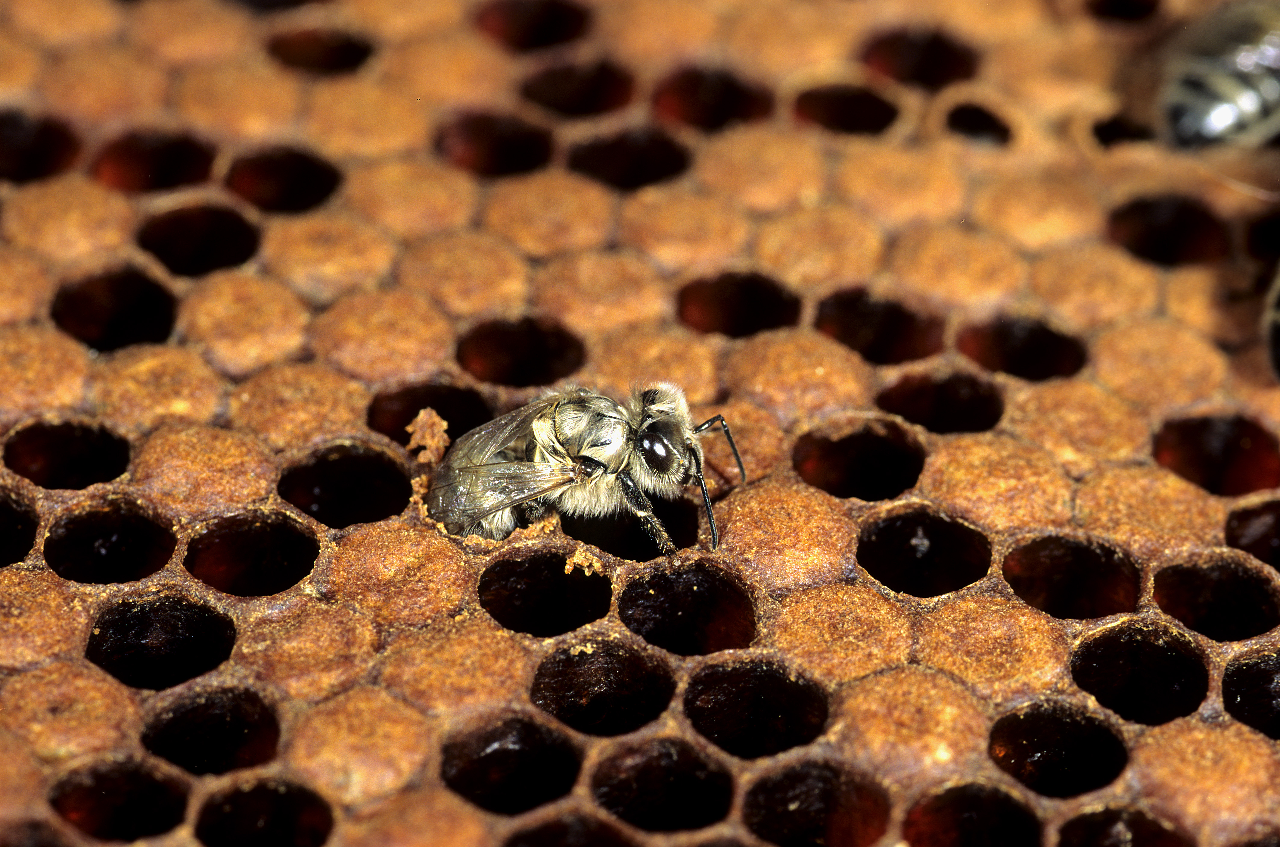 Túl hatékonyak a növényvédő szerek, hullanak a méhek, mint a legyek