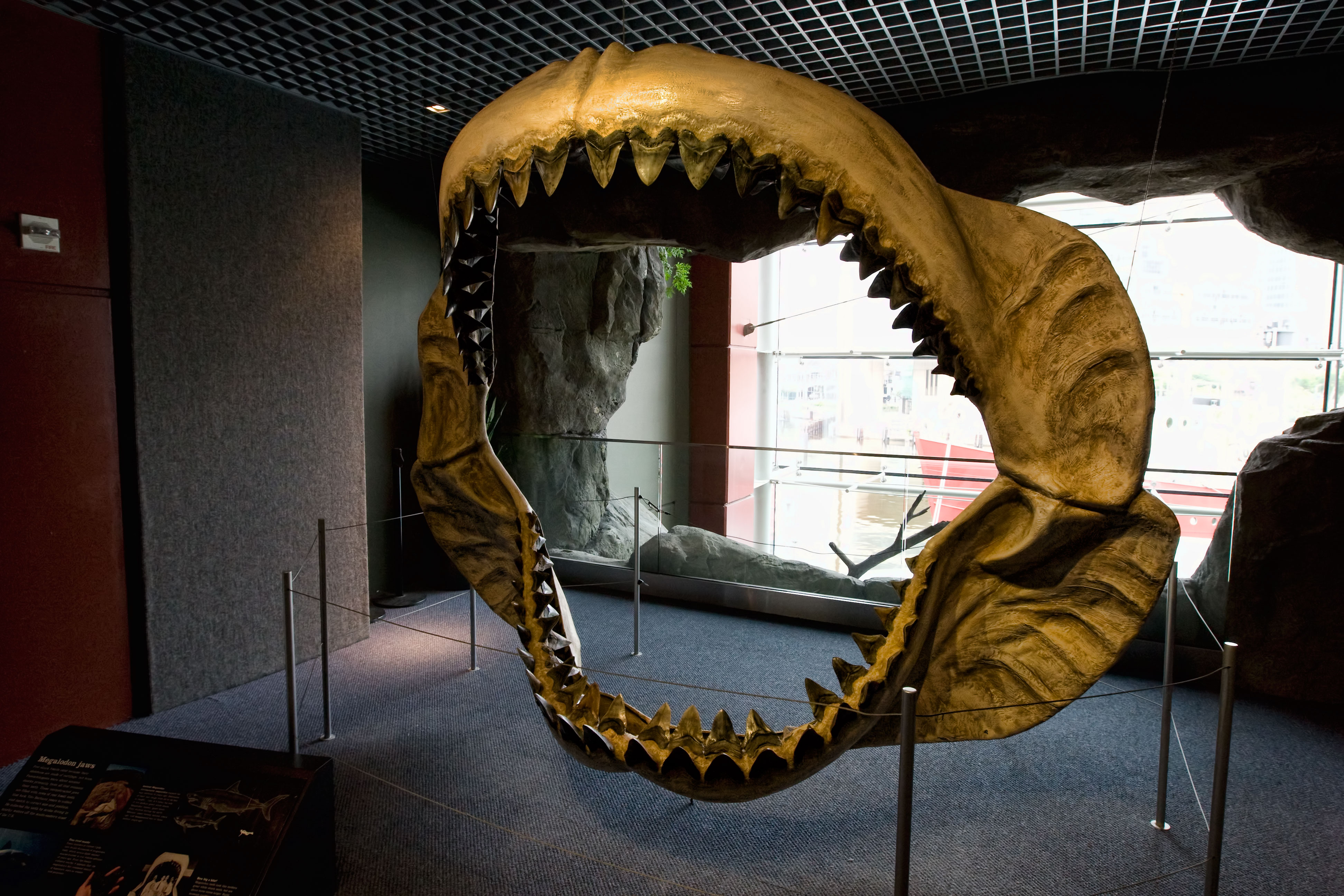 Rekonstruált Megalodon-állkapocs Baltimore-ban
