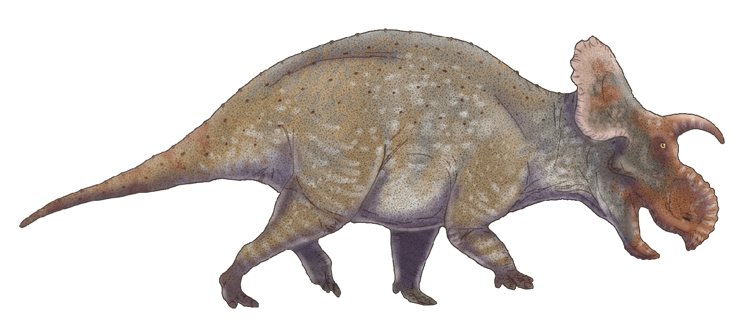 Itt az új dinoszauruszfaj, a Crittendenceratops krzyzanowskii