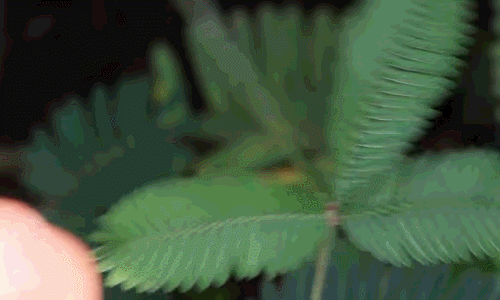 A szermérmes mimóza (Mimosa pudica) összehúzódása