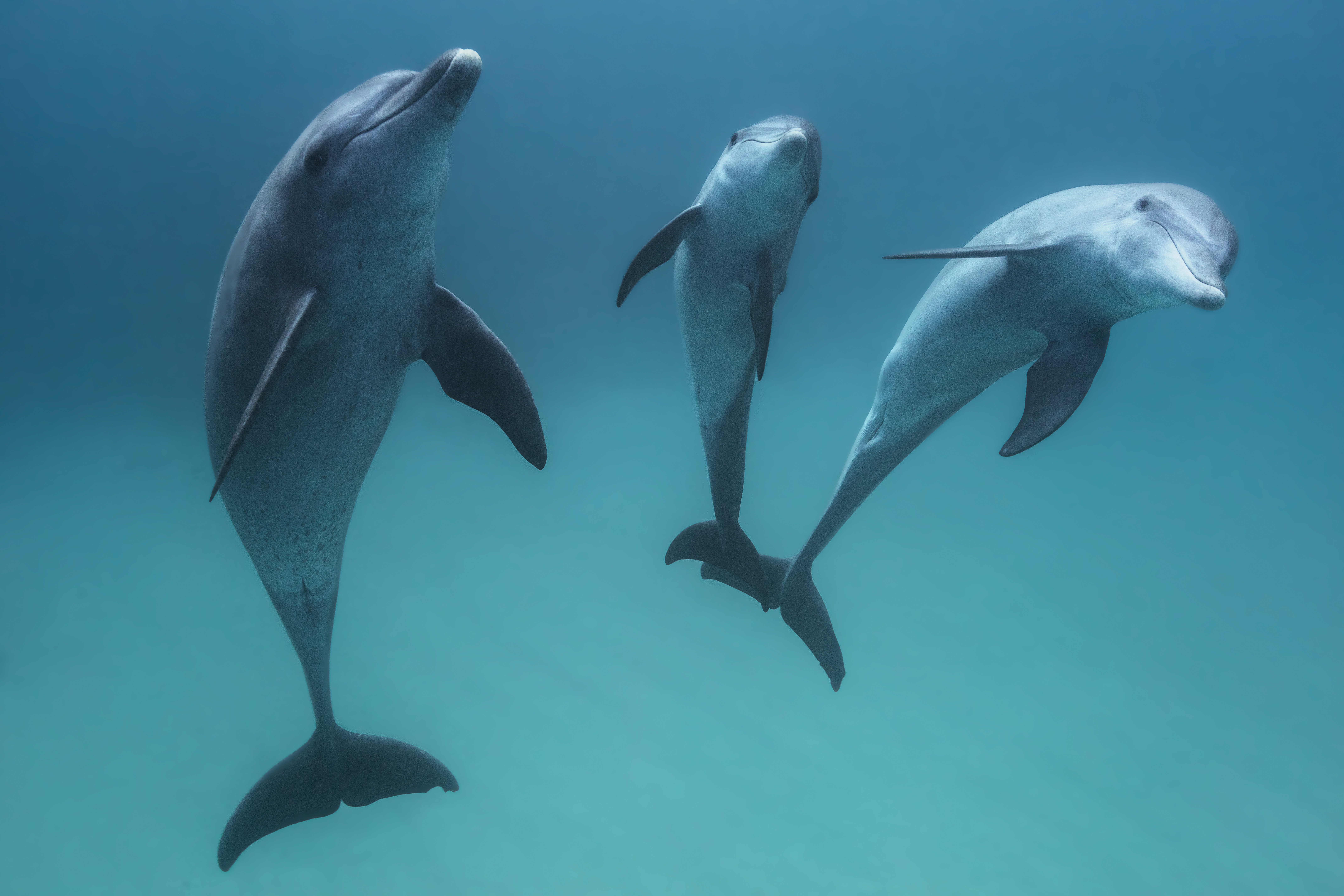 Időbeosztásuk van és váltott műszakokban vadásznak a delfinek