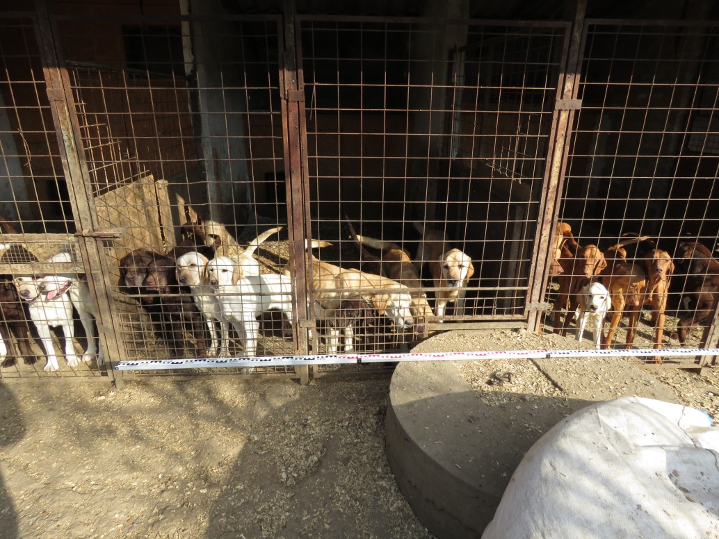 Az állatkínzást Magyarországon még a jegyzők is keményebben büntetik, mint a bíróságok