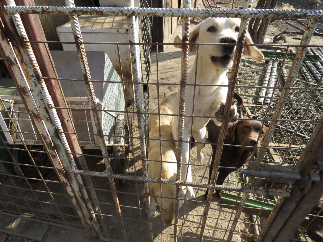 Magyar találmány a világ első állatkínzás-ellenes büntetőjogi indexe