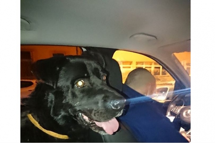 Önként szállt be a rendőrautóba egy petárdázástól megriadt kutya Győrben