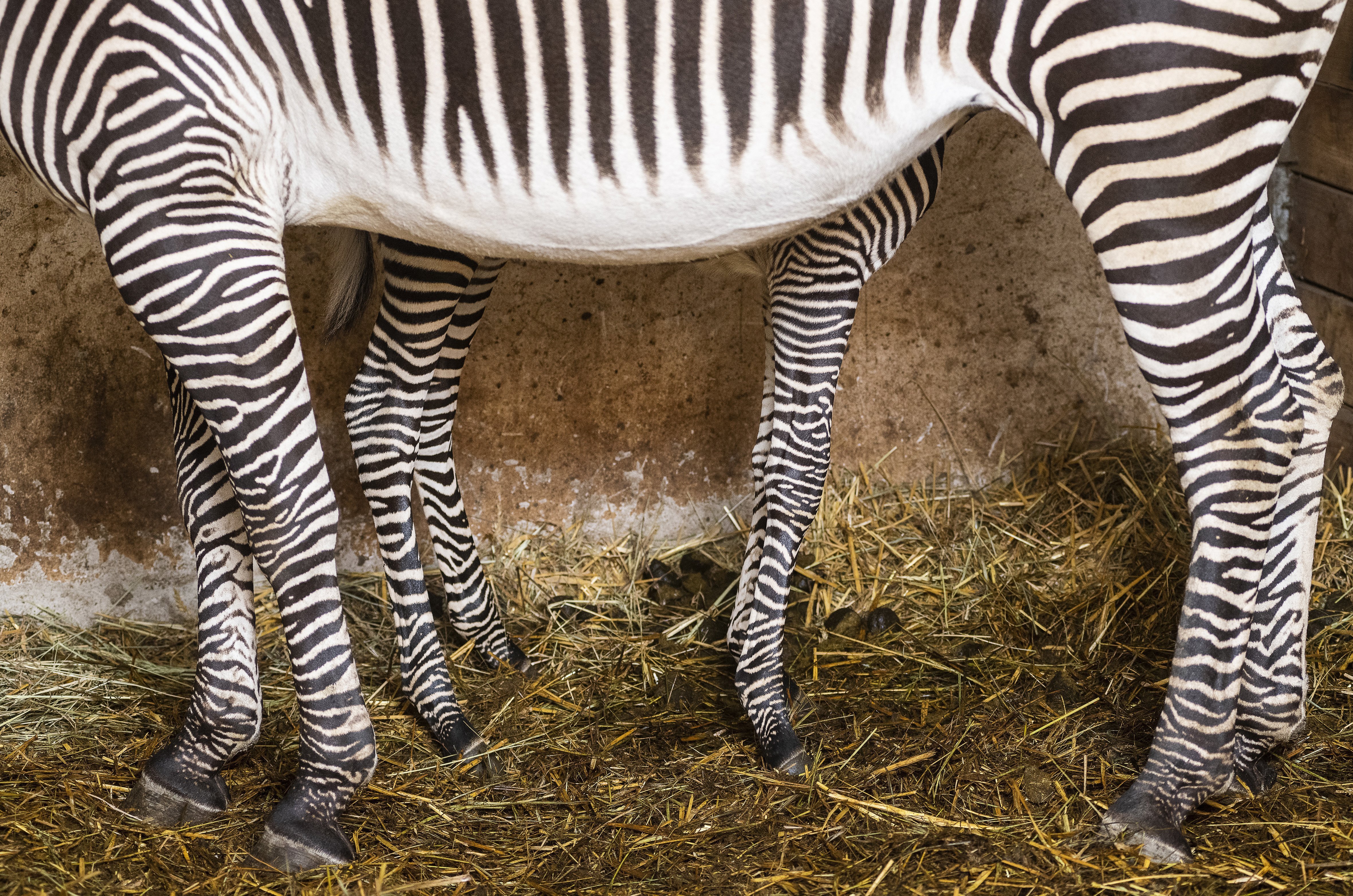 Váratlan fordulat a zebrák csíkjairól folytatott tudományos vitában