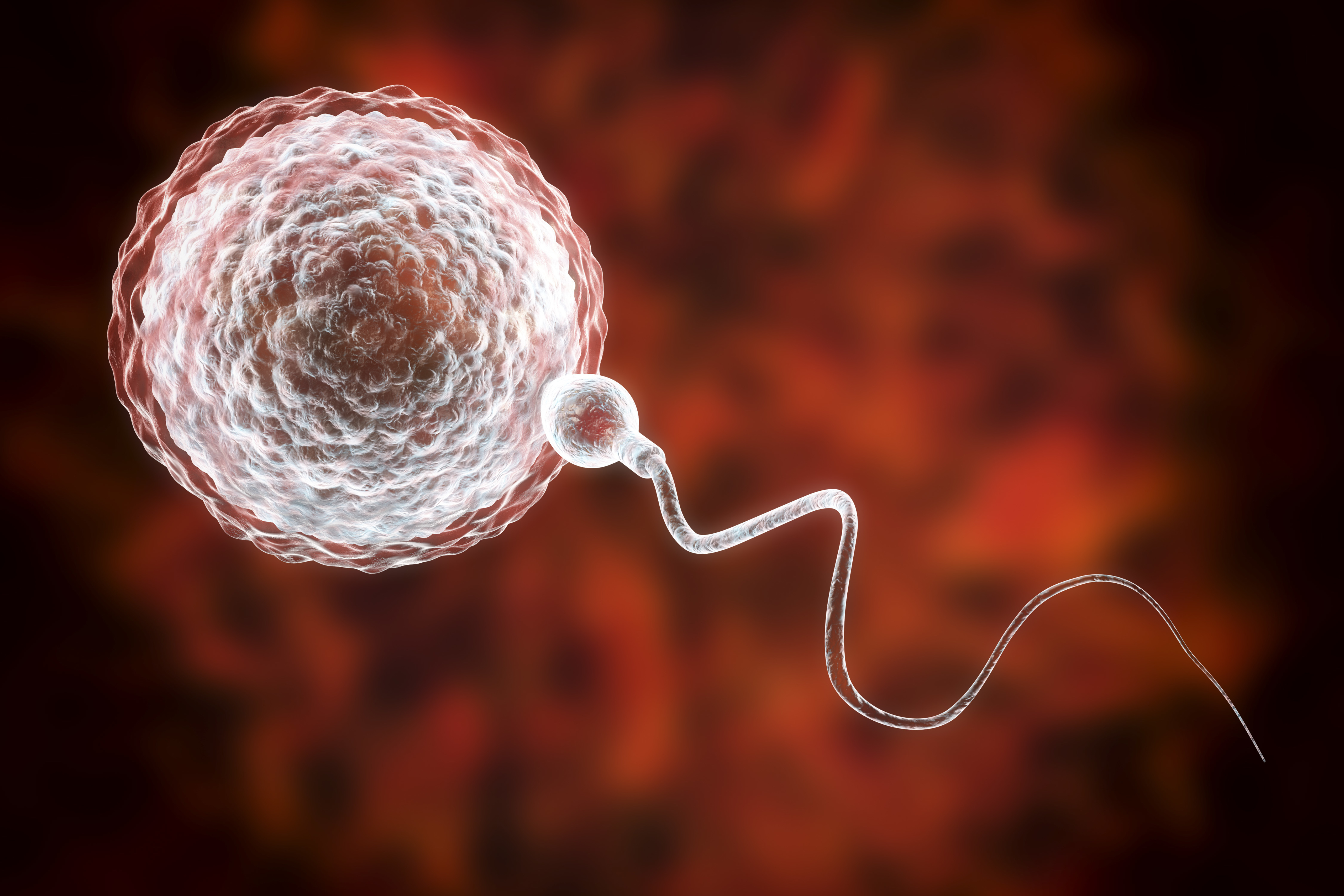 A hibás sperma is okozhatja a többszörös vetélést