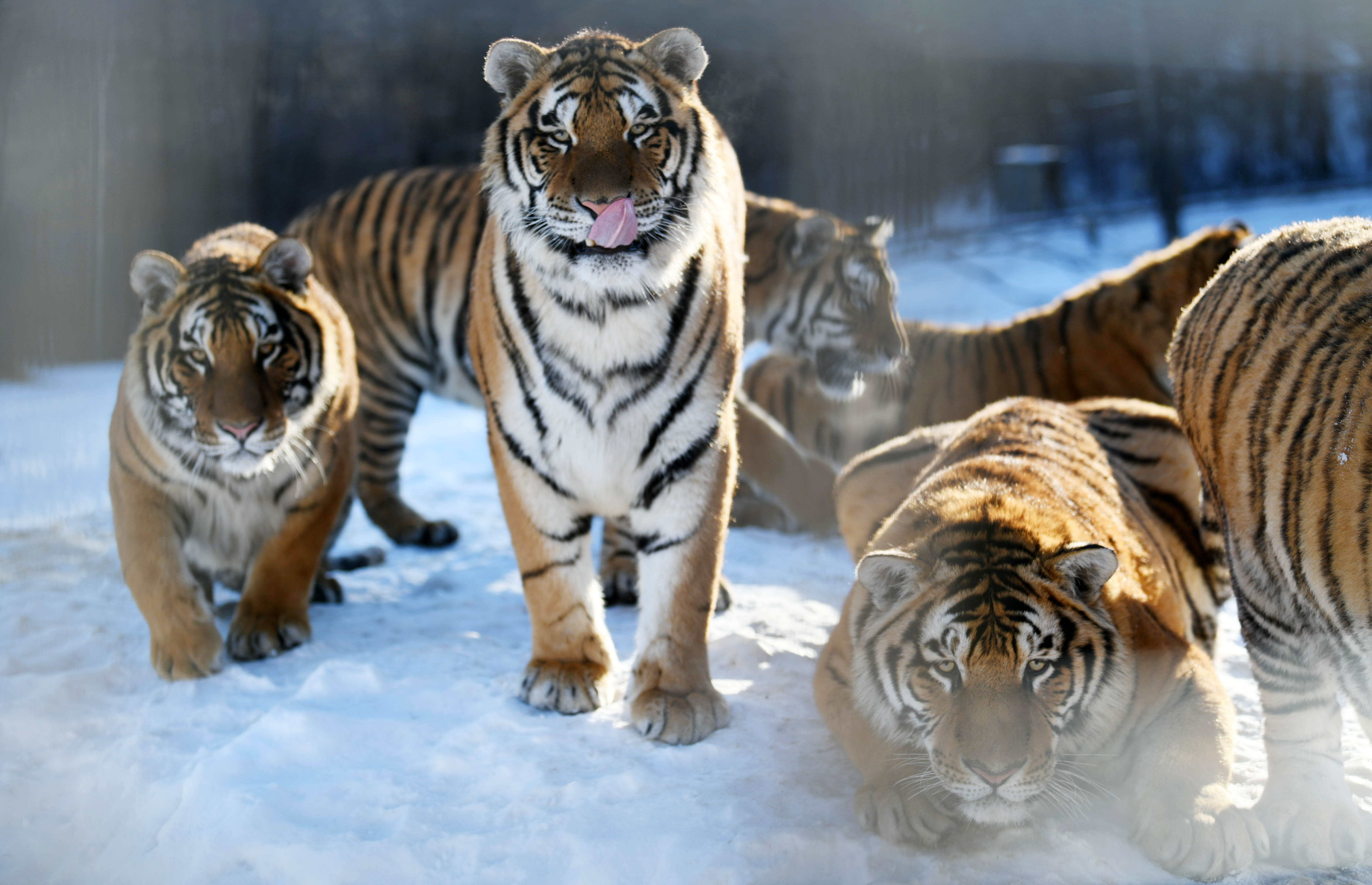 A kínai tigrisfarmok óriási csapást mérhetnek az állatvilágra