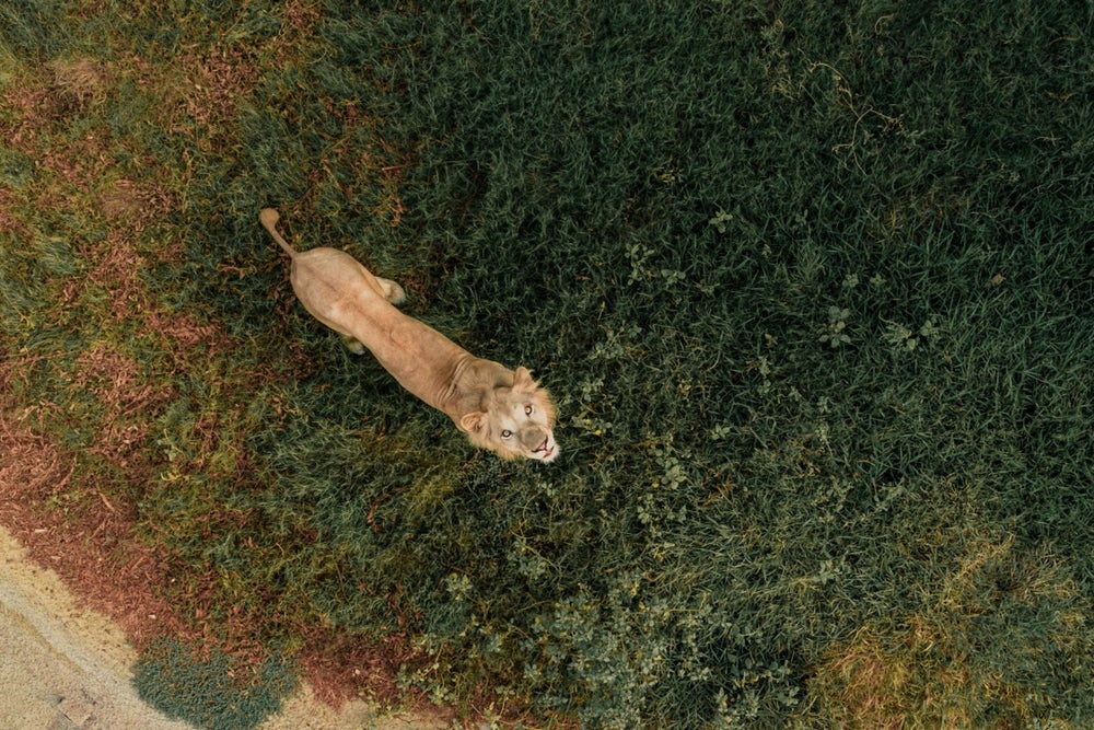 Drónfigyelő oroszlán (ismeretlen földrajzi hely)