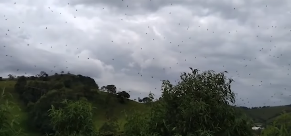 A várható időjárás Brazíliában: derült, helyenként pókzápor várható