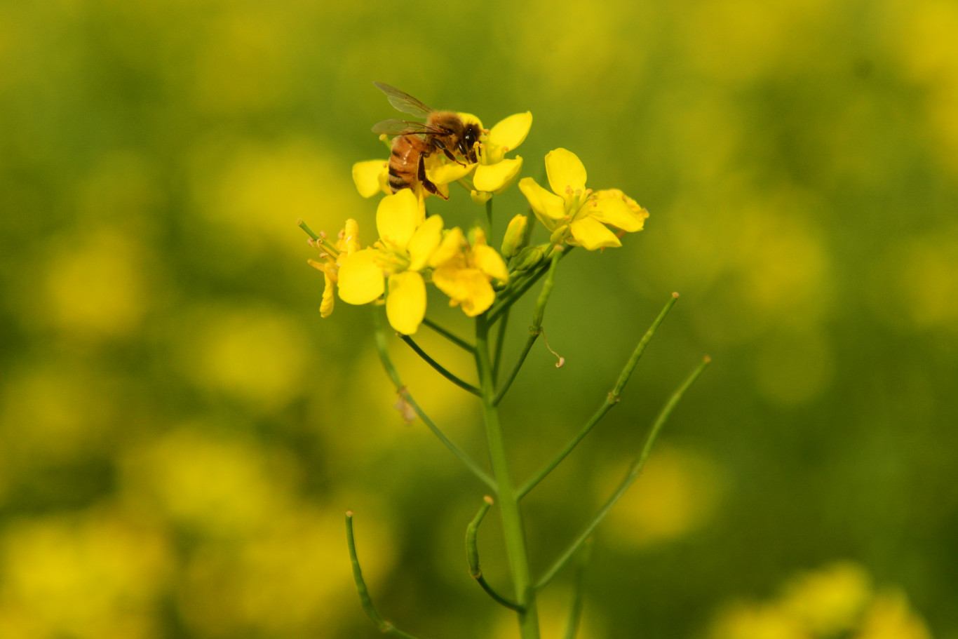 Az elmúlt évek legdurvább allergiaszezonja jöhet idén