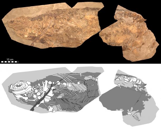 Az MH 432 jelzésű Stenopterygius fosszília. Forrás: Johan Lindgren/Lund Egyetem