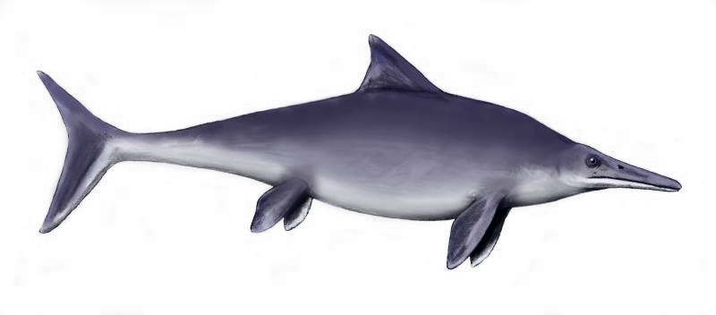 Az Ichthyoszauruszok a mai delfinekhez hasonlítottak – derül ki egy szenzációs lelet vizsgálatából