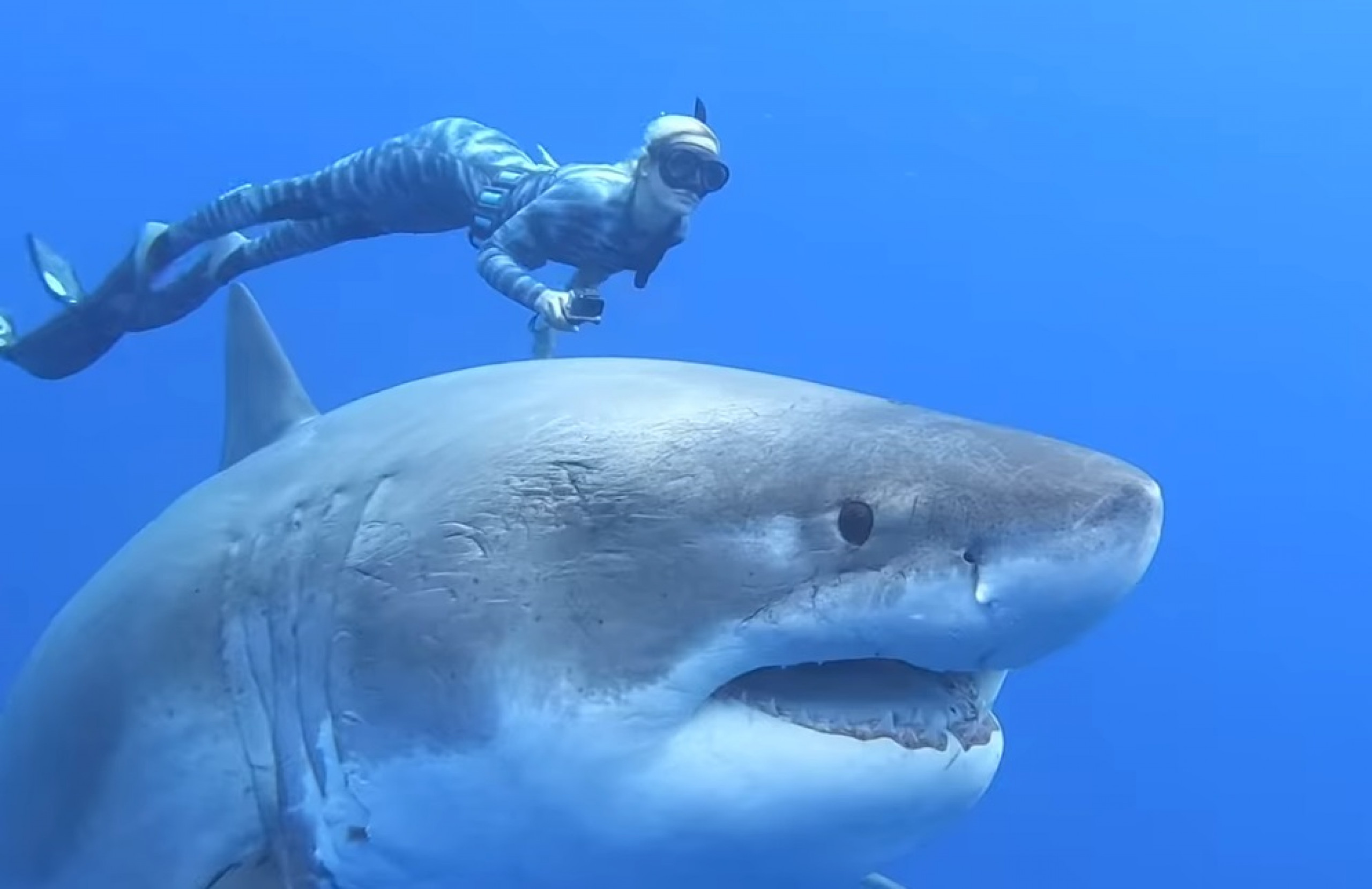 Видео акулы больше. Белая акула дип Блю. Оушен Рамси белая акула. Большая белая акула Deep Blue. Китовая акула и большая белая акула.