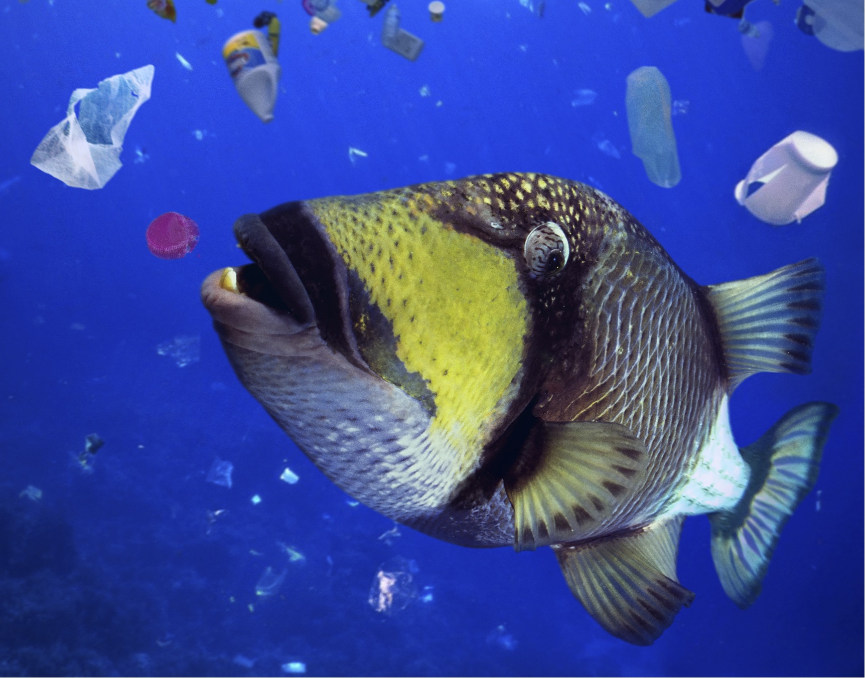 Tengeri ökoszisztémákat pusztíthat el az óceánok megmentésére tervezett szeméthalász háló