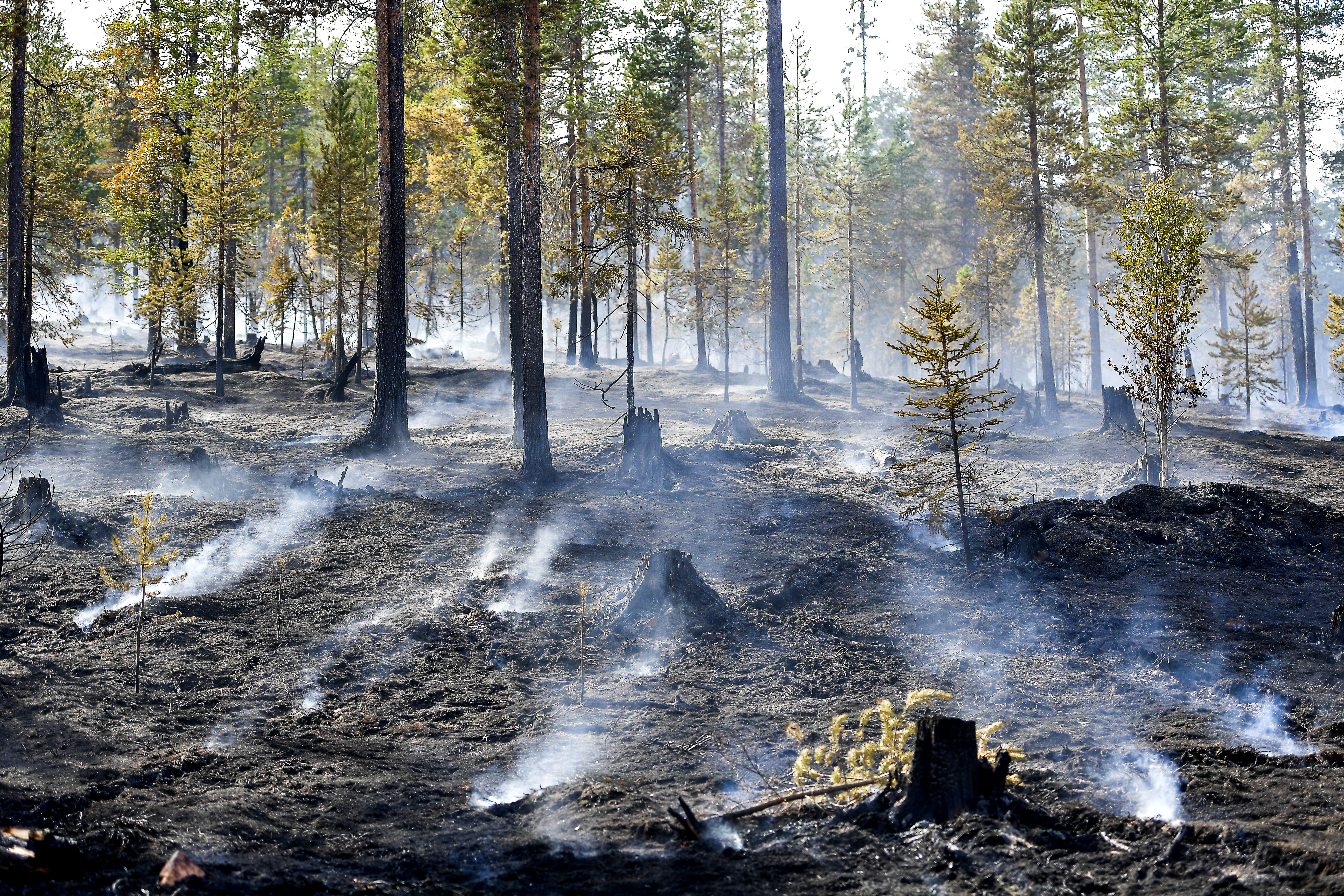 A tavaly nyári erdőtűz nyomai Svédországban