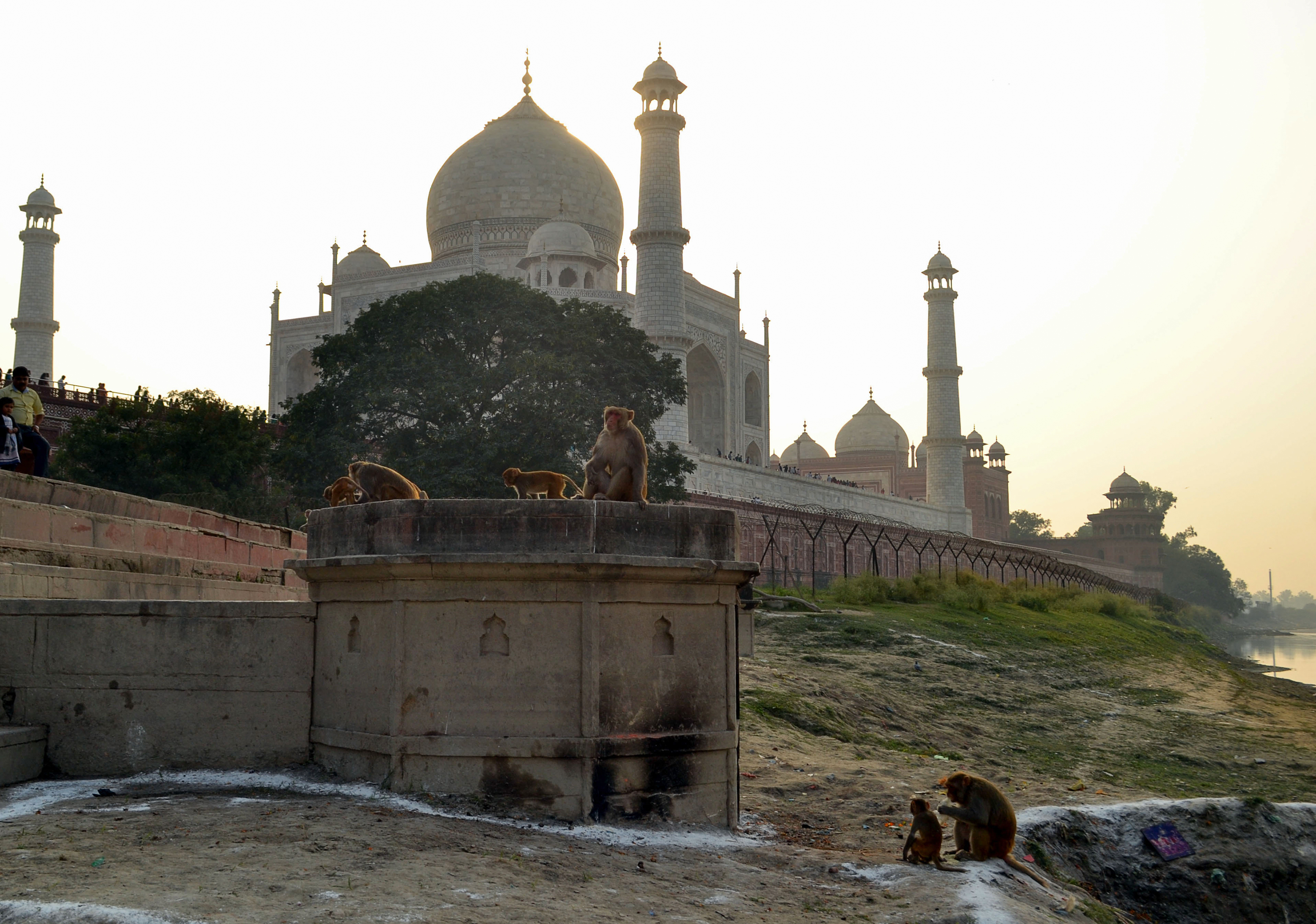 Csúzlival tartják távol a majmokat a turistáktól a Tádzs Mahalnál