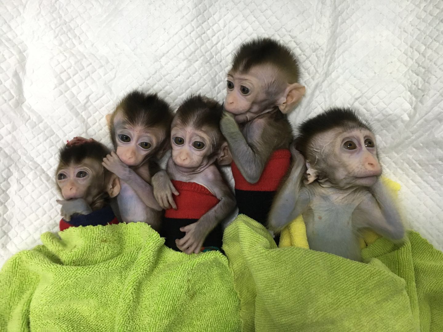 Betegre klónoztak Kínában 5 majmot