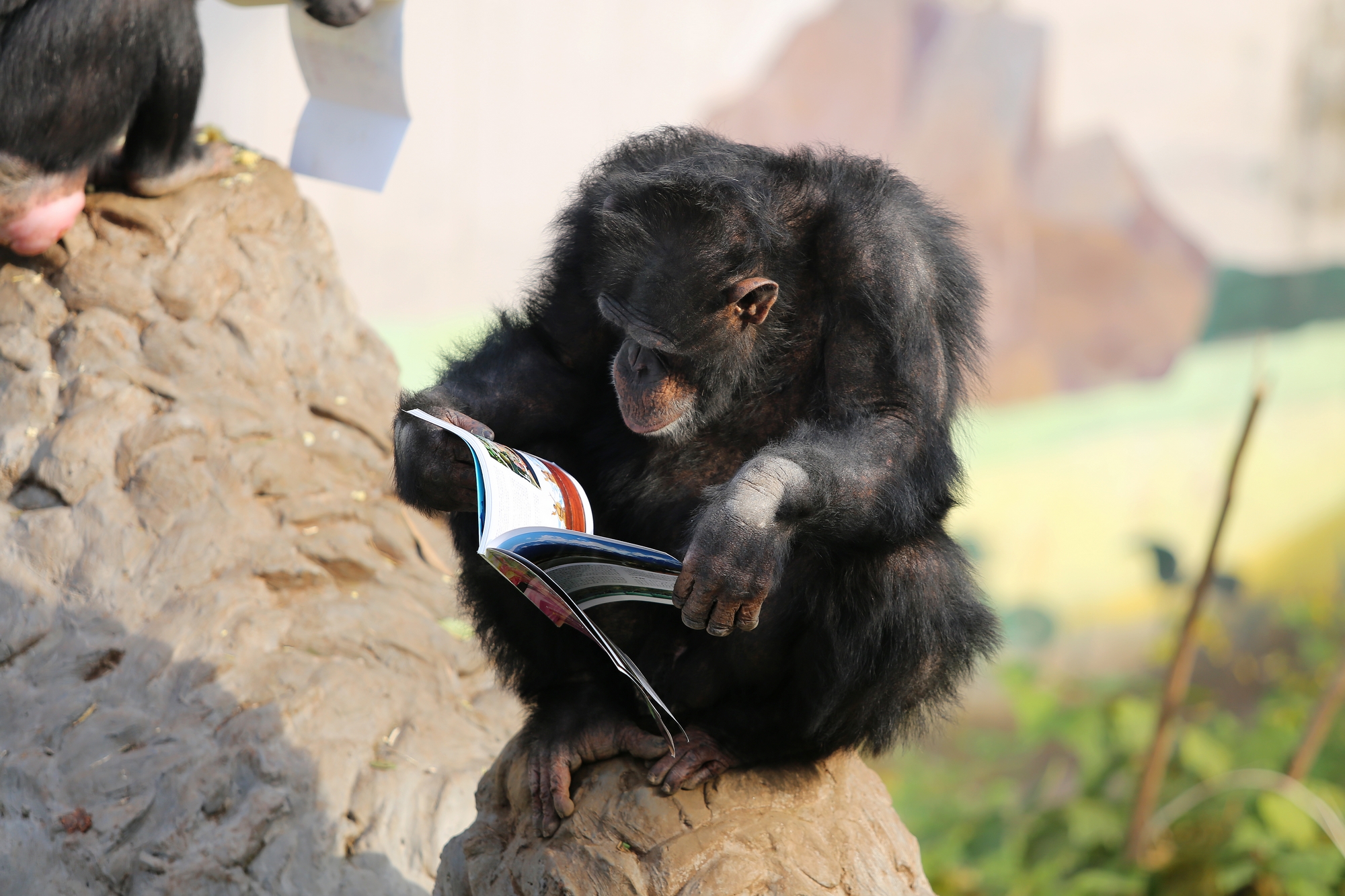 Egy kínai állatparkban művelődik egy csimpánz