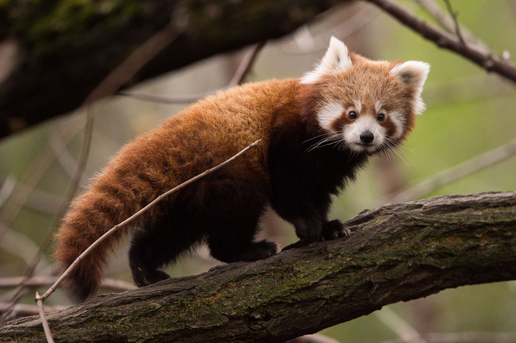 Meglett a a belfasti állatkertből hétvégén elszökött vörös panda