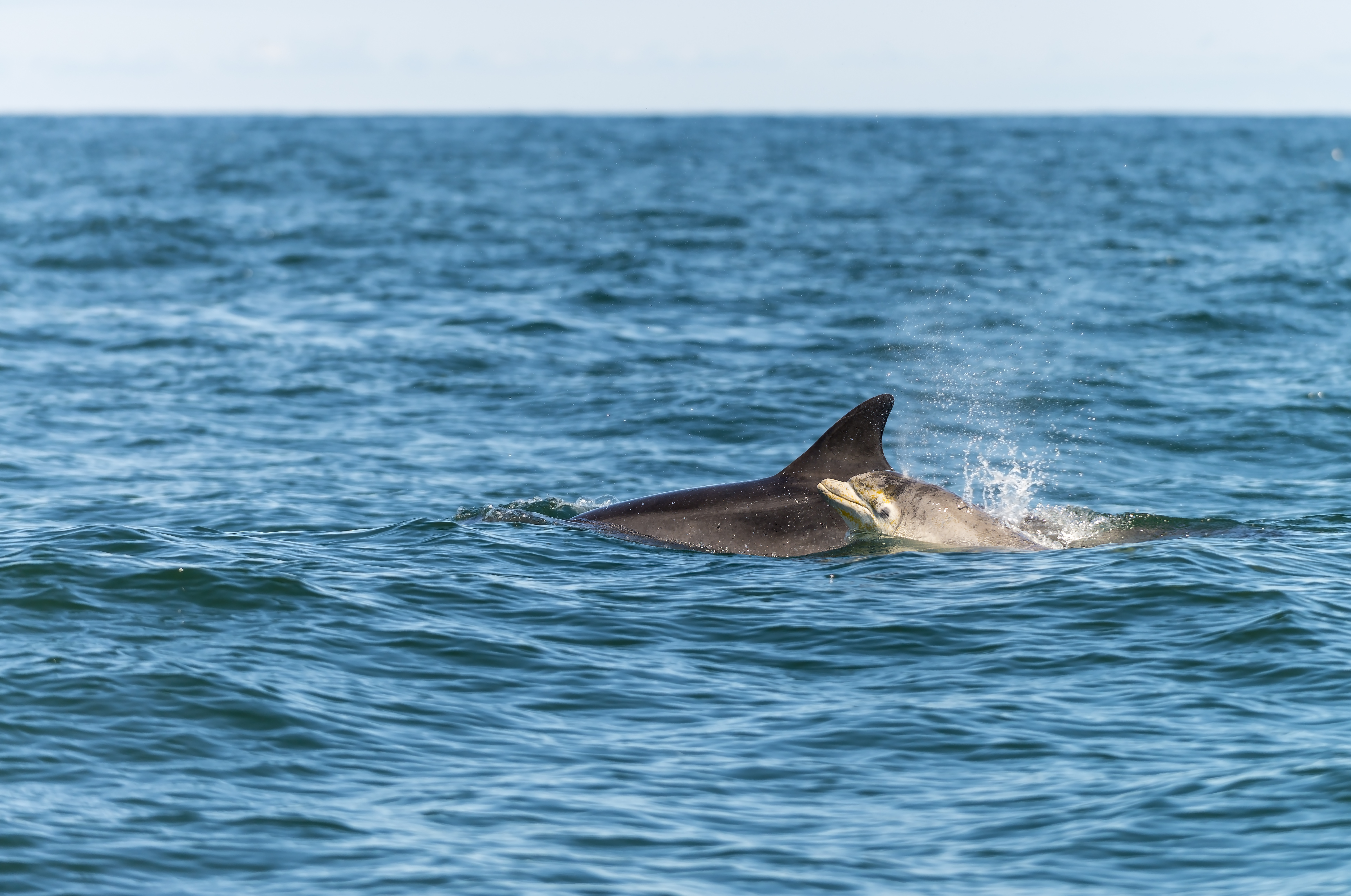 Fehércsőrű delfinek a skót partoknál