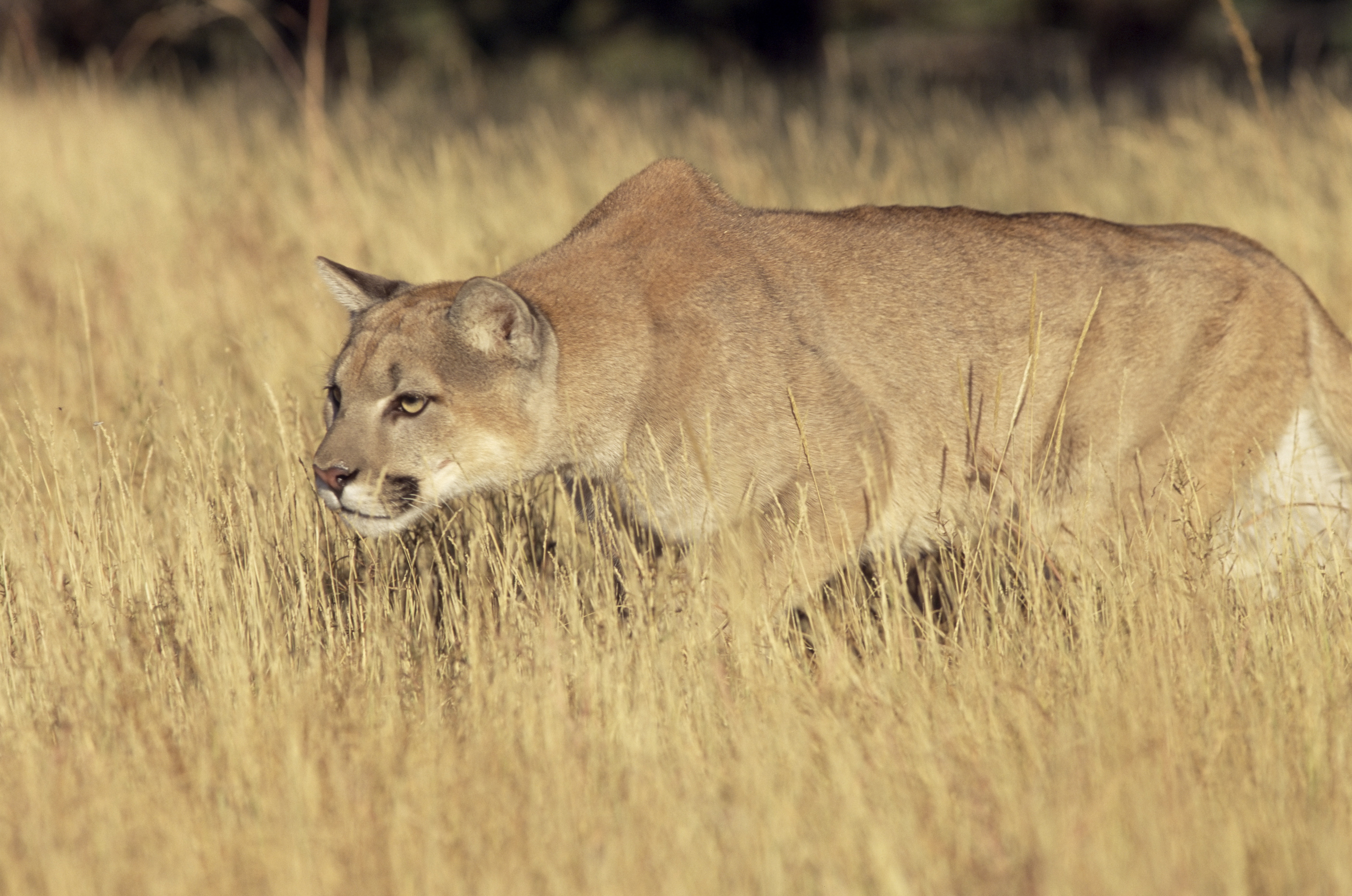 Puma támadt egy futóra Coloradóban, erre az megfojtotta az állatot