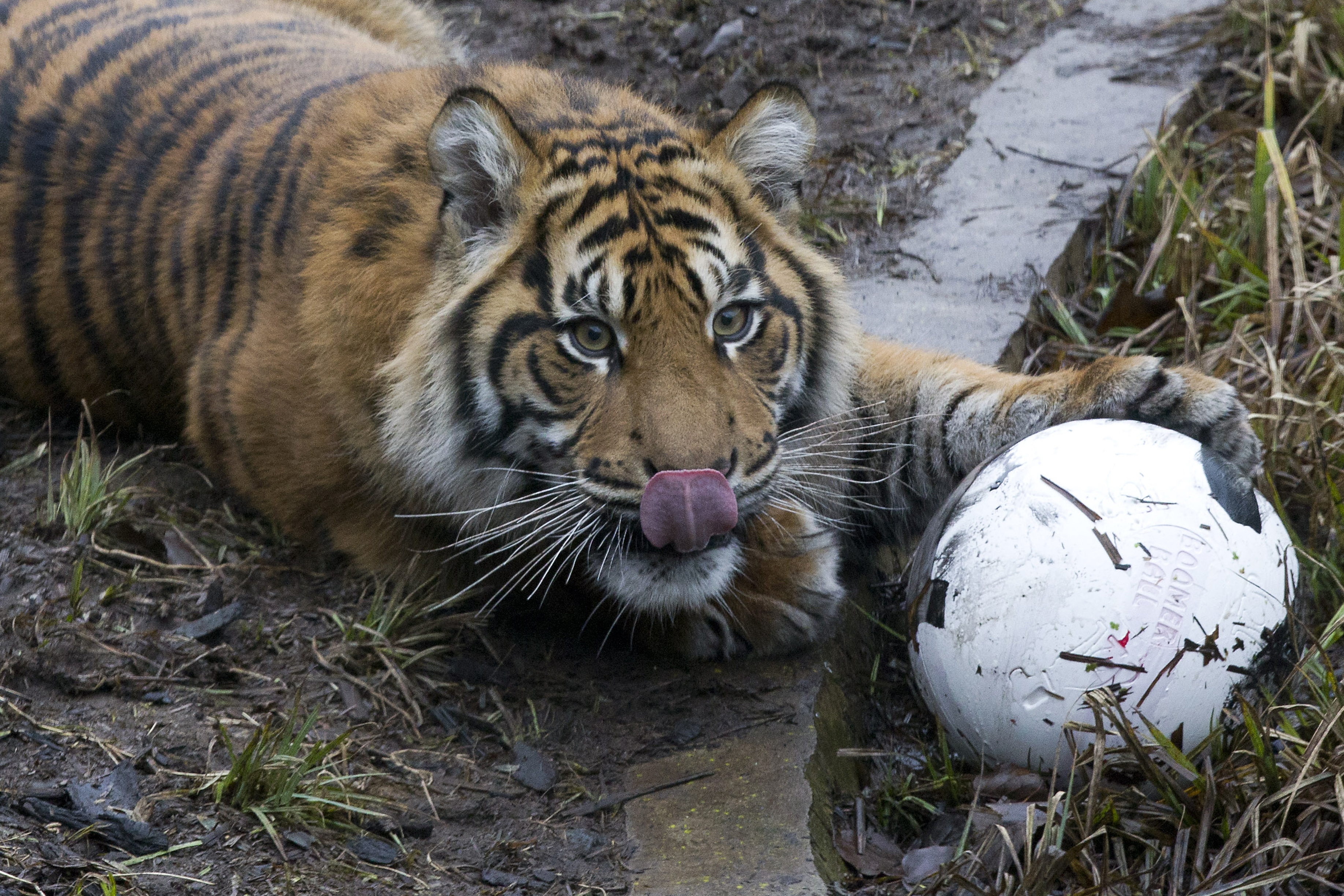 Átnyúlt a rácson, hogy megsimogassa a zsolnai állatkert tigrisét, amire az állat pont úgy reagált, ahogy mindenki várná